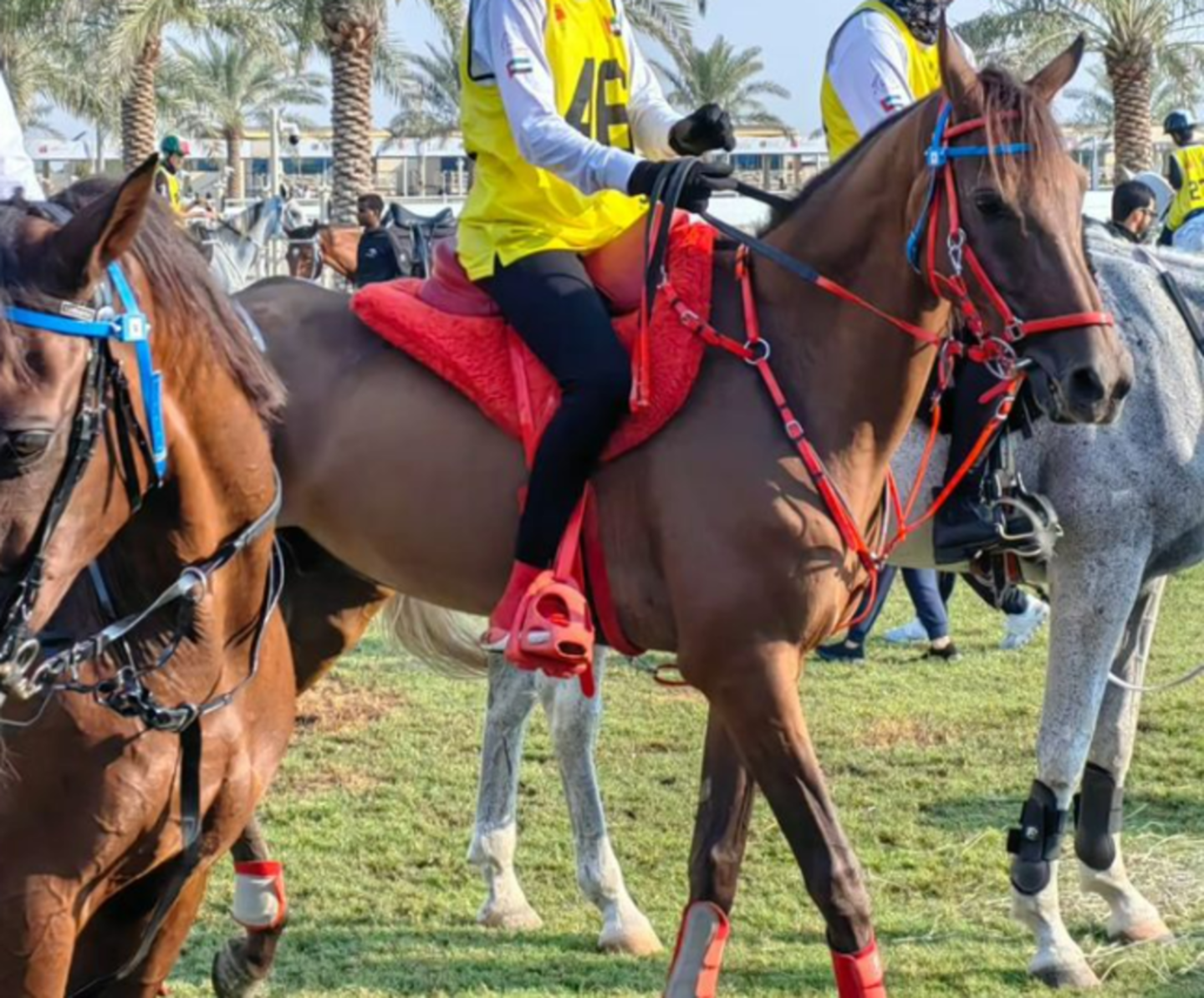 HiDubai-business-arabian-star-stable-animals-pets-plants-animal-shelters-adoption-centres-dubai-outsource-city-al-rowaiyah-3-dubai