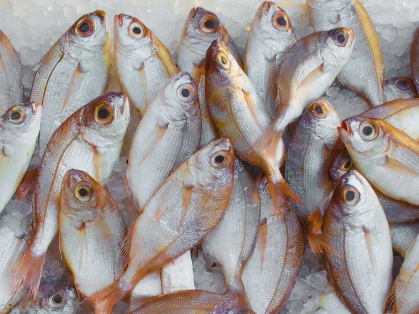 Al Jazzaf Fish(Food Stuff Trading) in Al Murar, Dubai - HiDubai