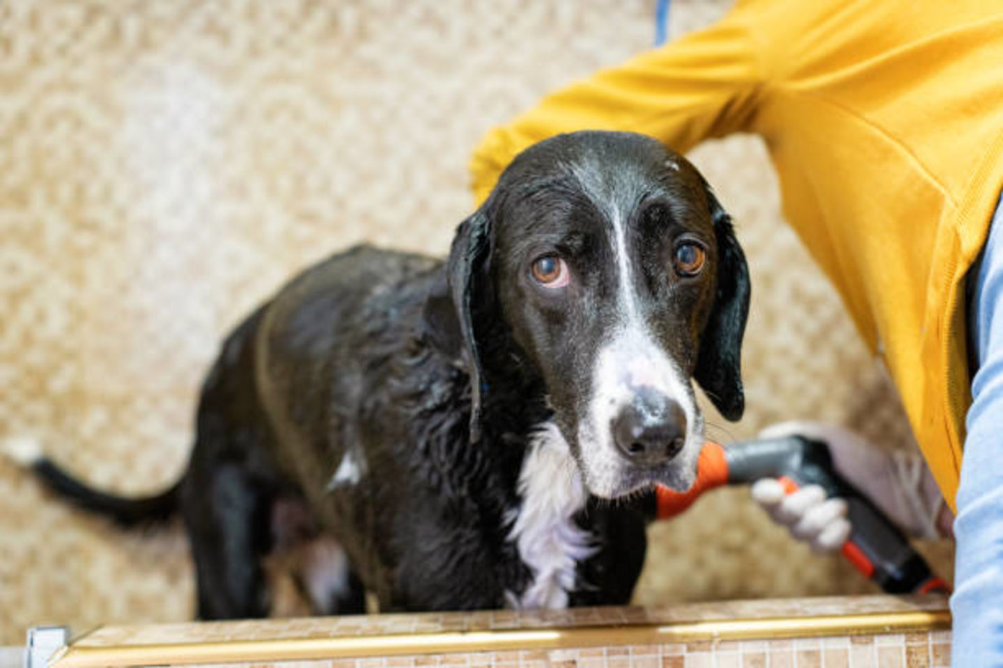 HiDubai-business-world-of-pets-animals-pets-plants-pet-grooming-centres-umm-suqeim-3-dubai