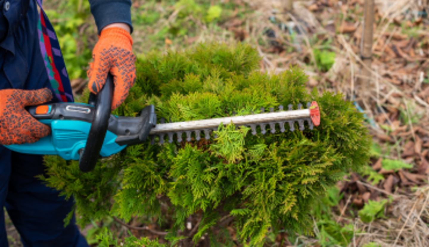 HiDubai-business-al-kadi-trading-animals-pets-plants-plants-gardening-stores-international-city-warsan-1-dubai