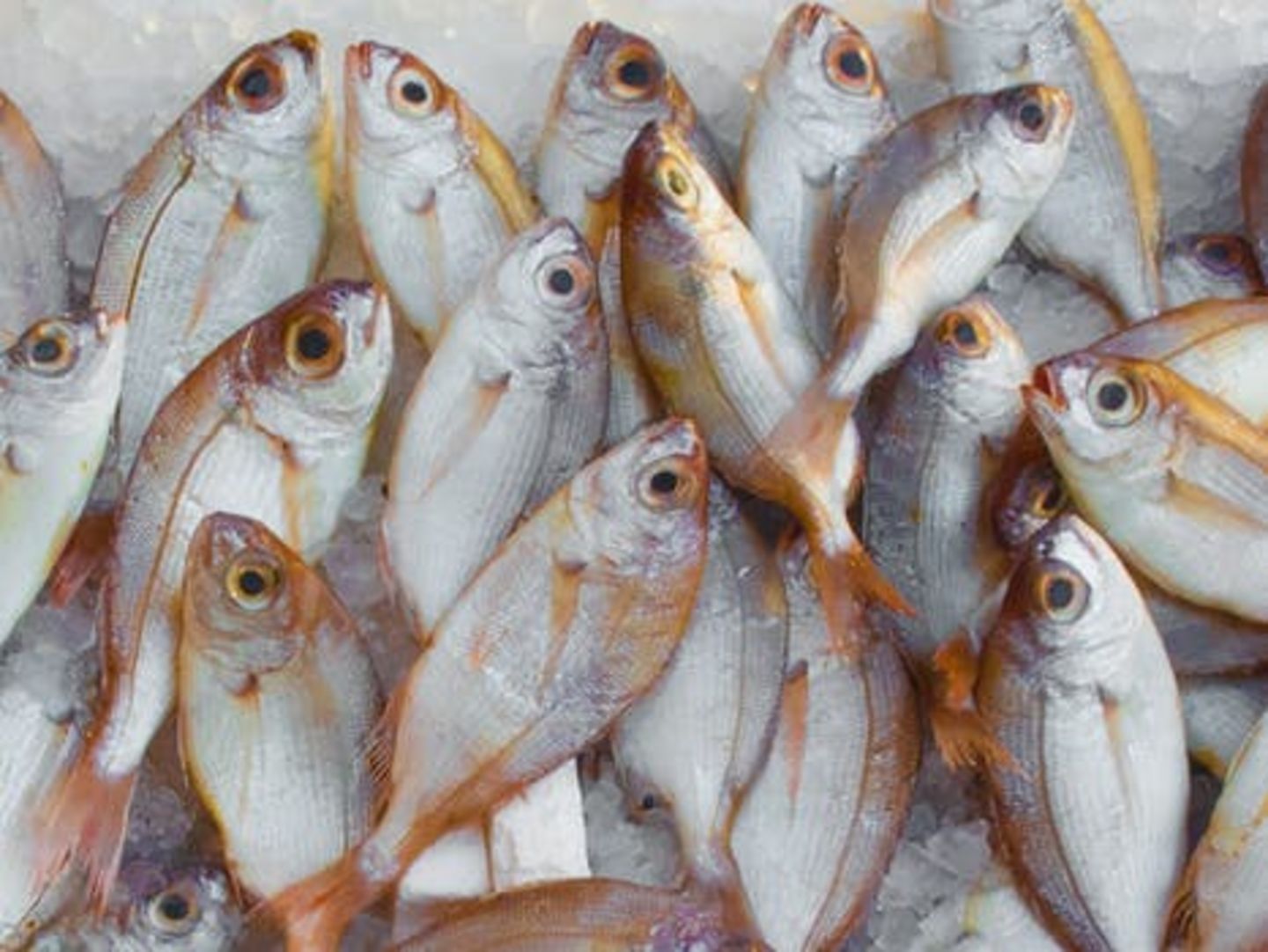 HiDubai-business-world-of-fishes-b2b-services-food-stuff-trading-al-karama-dubai-2