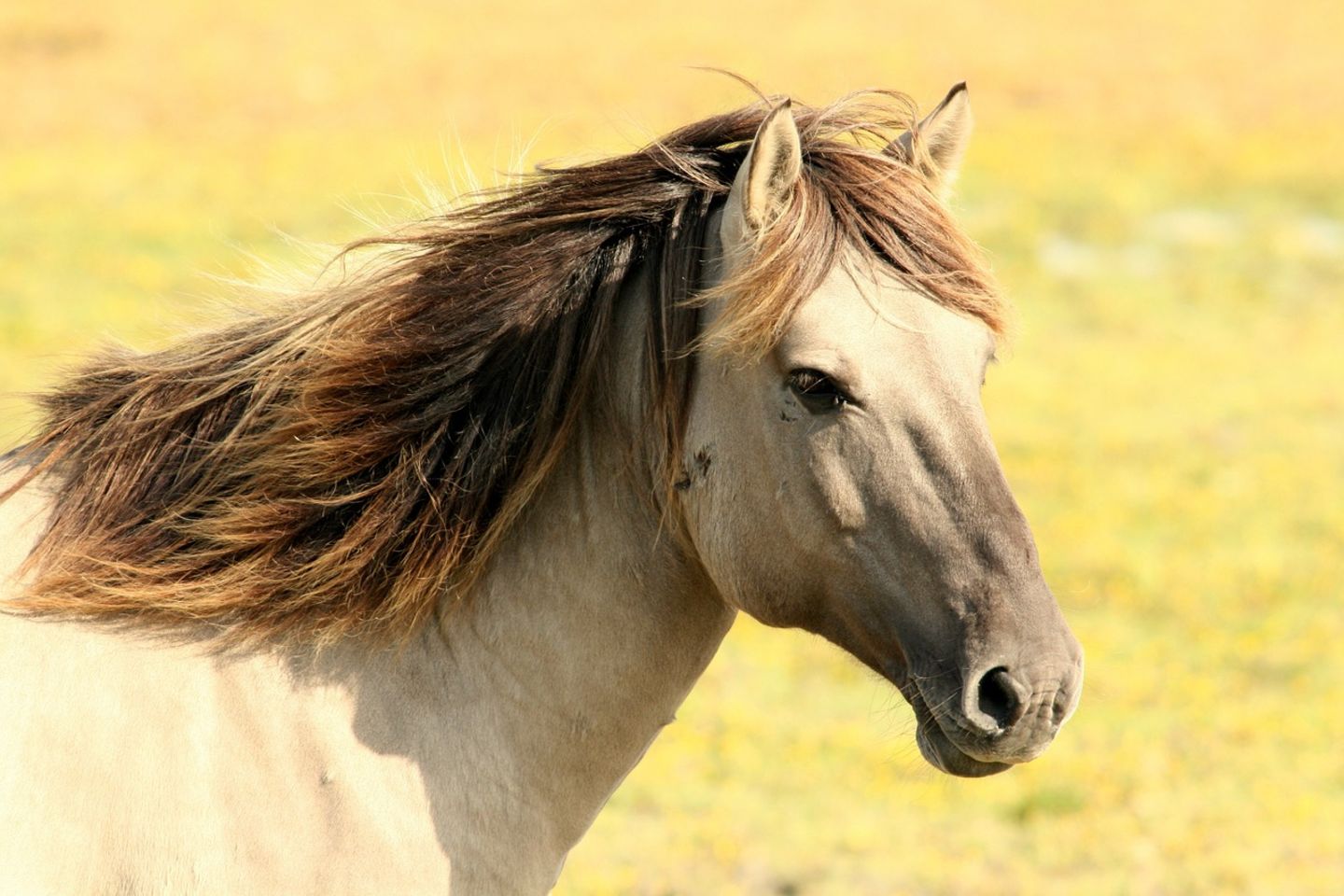 HiDubai-business-e-m-e-horse-physiotherapy-animals-pets-plants-animal-training-centres-dubai-sports-city-first-al-hebiah-2-dubai