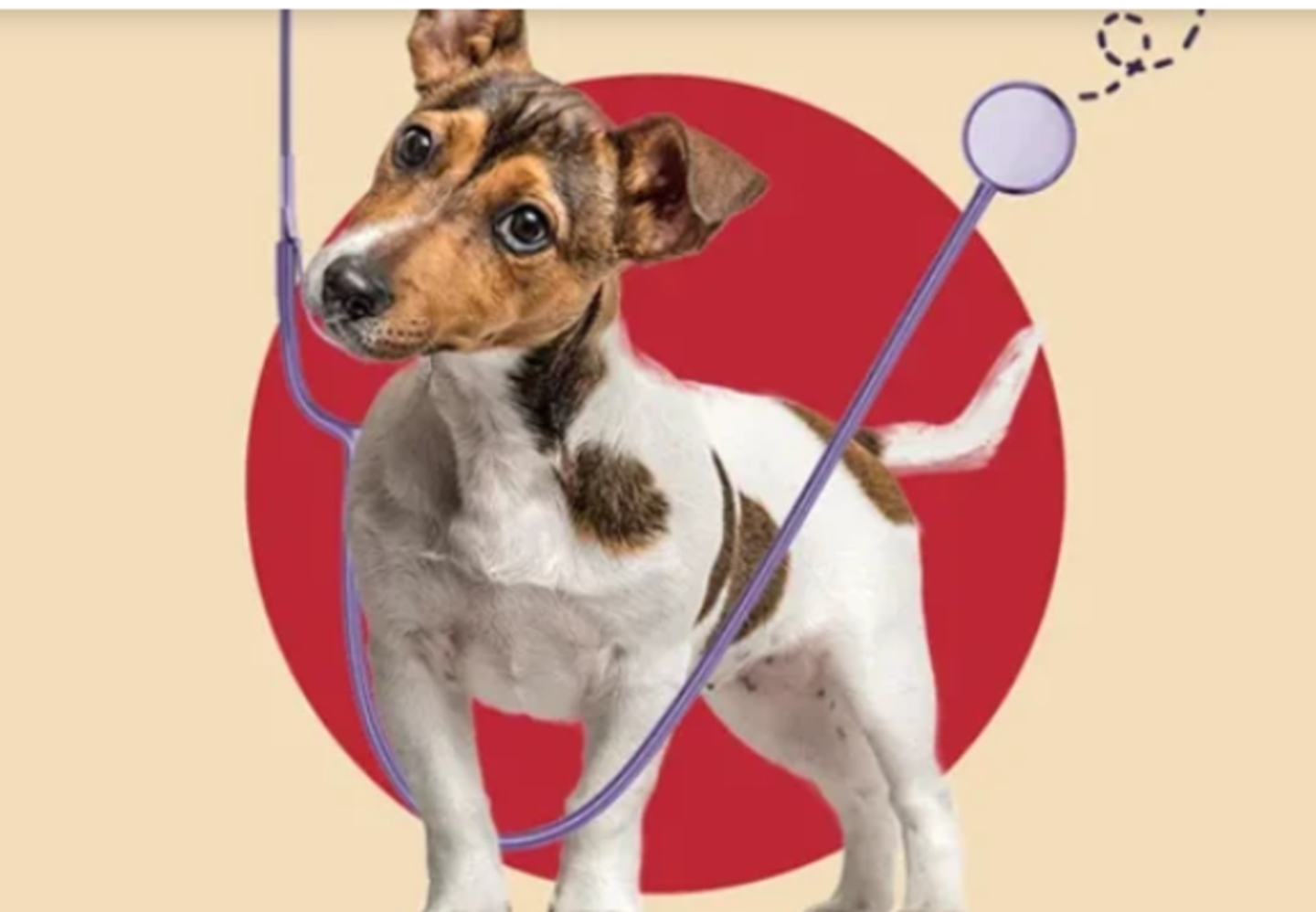 HiDubai-business-anubis-veterinary-clinic-animals-pets-plants-pet-clinics-vets-majan-wadi-al-safa-3-dubai