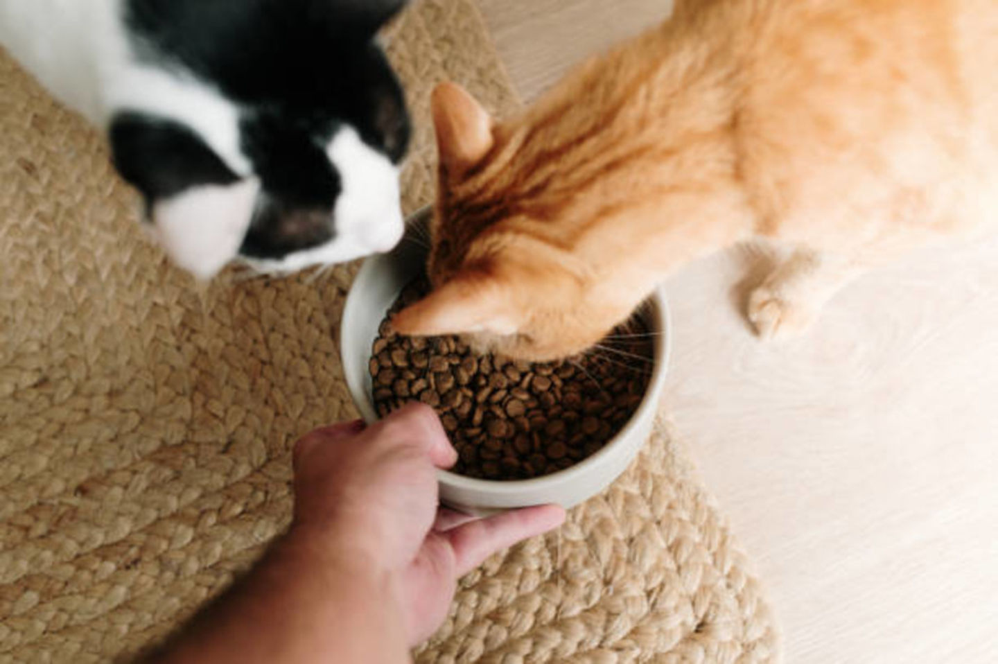 HiDubai-business-pethaus-animals-pets-plants-pet-food-accessories-stores-global-village-wadi-al-safa-4-dubai