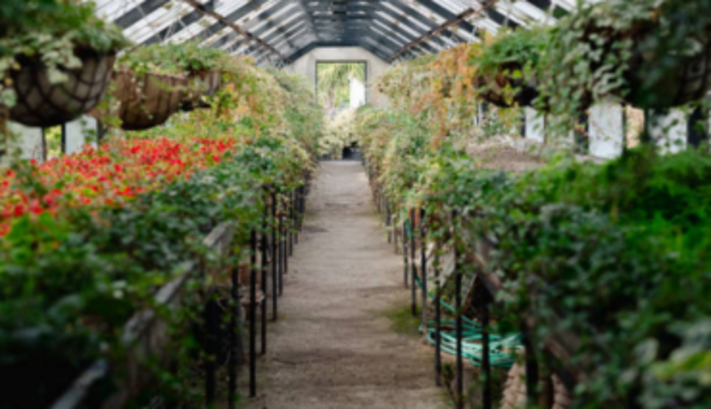 HiDubai-business-al-madina-garden-animals-pets-plants-plants-gardening-stores-al-satwa-dubai-2