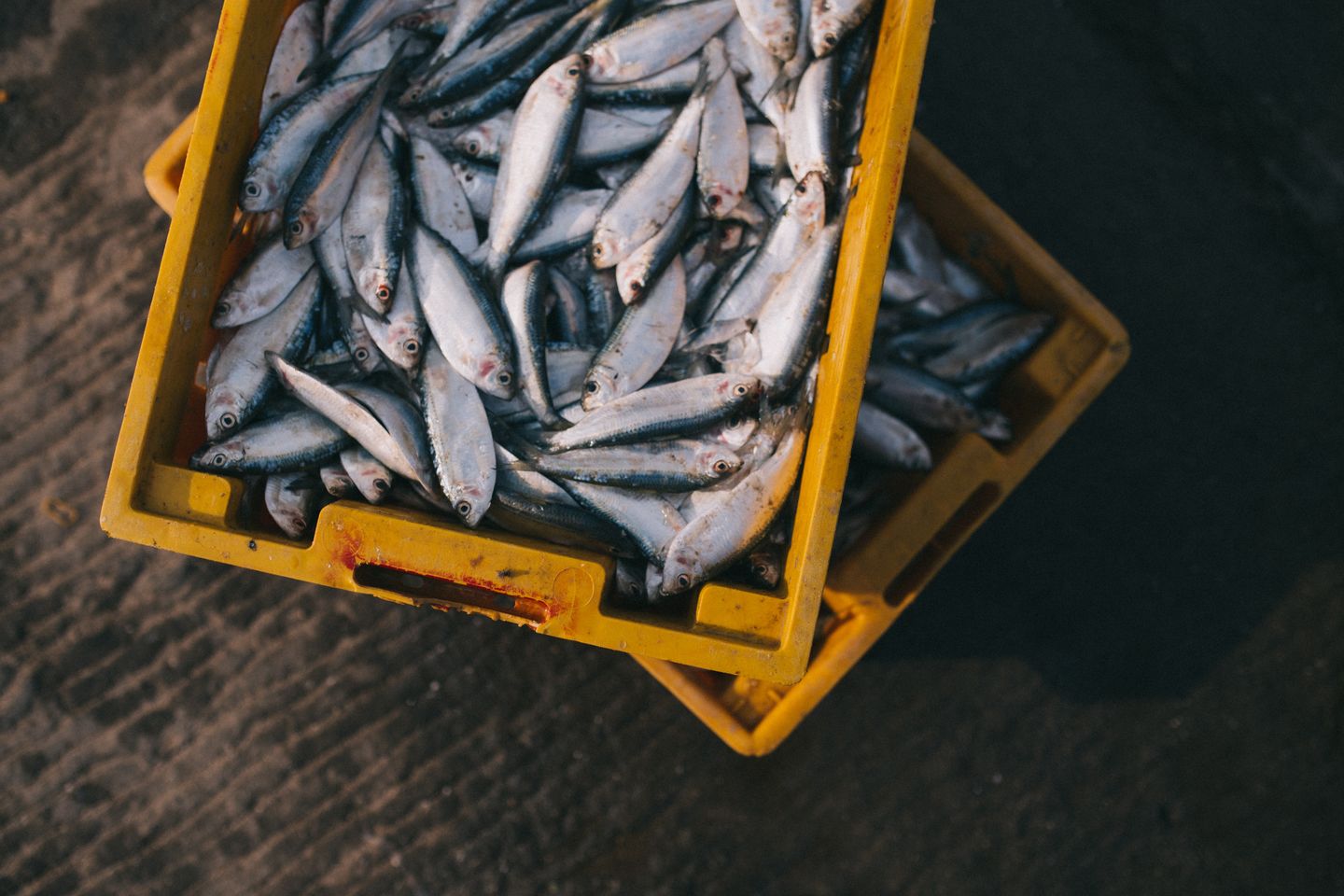 HiDubai-business-mohamed-ahmad-al-falasi-fish-stall-b2b-services-food-stuff-trading-corniche-deira-dubai