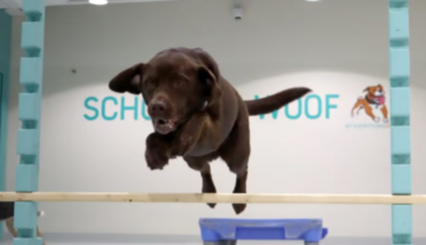 HiDubai-business-everything-dog-animals-pets-plants-pet-hotels-day-care-meydan-nad-al-sheba-1-dubai