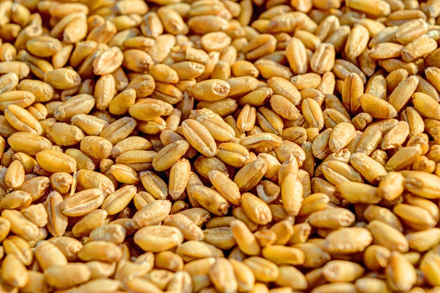 HiDubai-business-rosa-grains-dmcc-b2b-services-distributors-wholesalers-jumeirah-lake-towers-al-thanyah-5-dubai