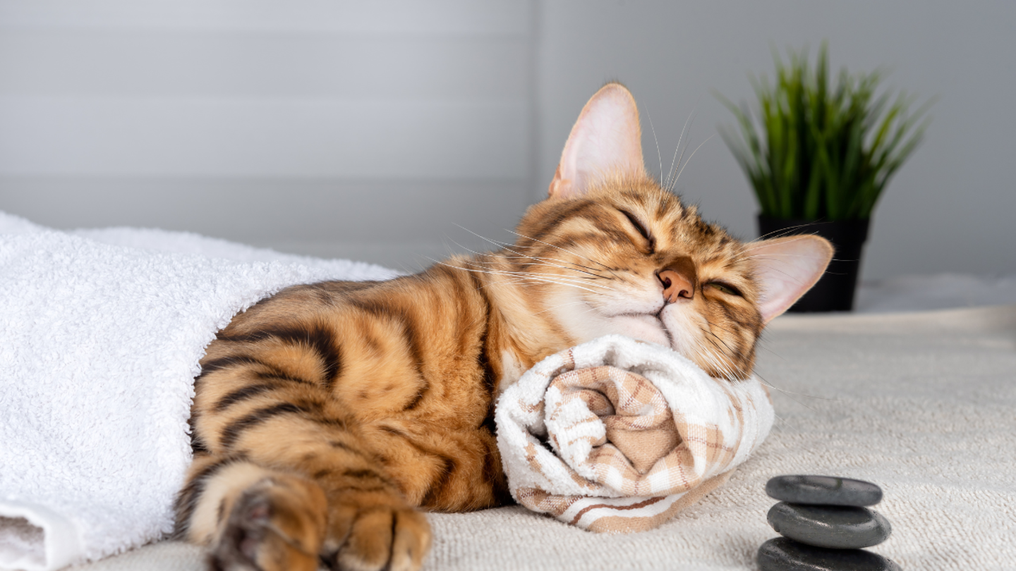 HiDubai-business-tail-waggin-pet-spa-center-animals-pets-plants-pet-grooming-centres-hadaeq-shaikh-mohammad-bin-rashid-dubai