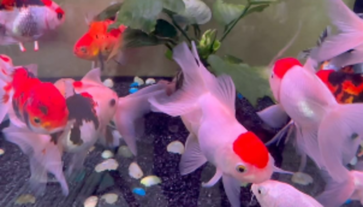 HiDubai-business-tamam-aquarium-animals-pets-plants-pet-food-accessories-stores-al-bada-dubai