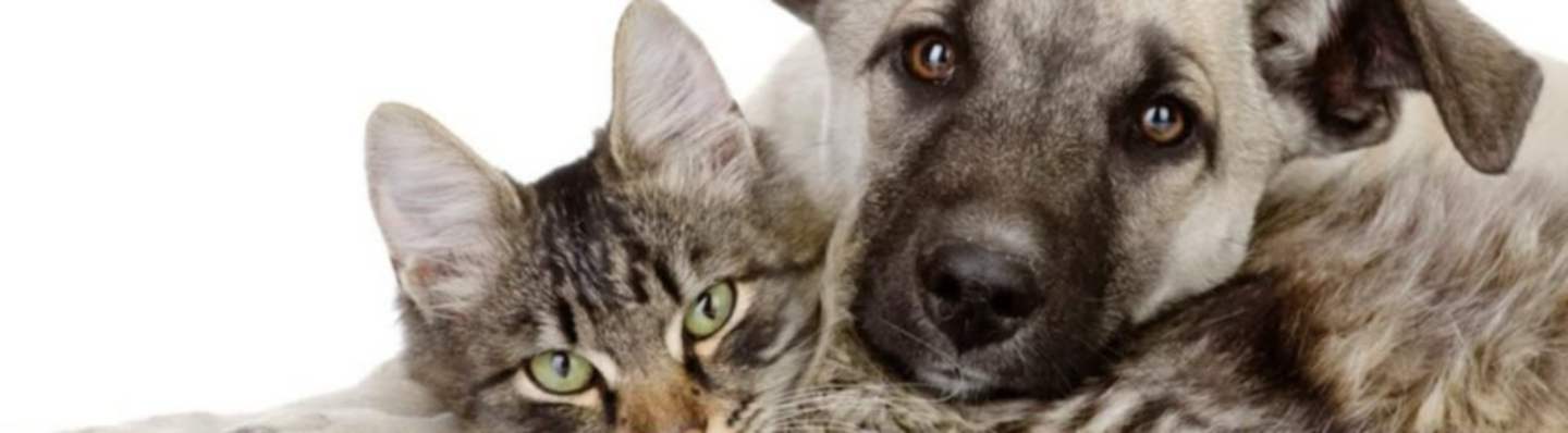 HiDubai-business-vets-for-pets-veterinary-clinic-animals-pets-plants-pet-clinics-vets-the-greens-al-thanyah-3-dubai