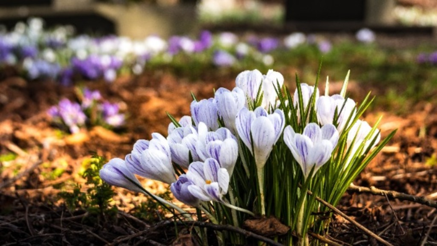 HiDubai-business-jafferiya-cemetery-others-funeral-services-cemeteries-al-raffa-dubai