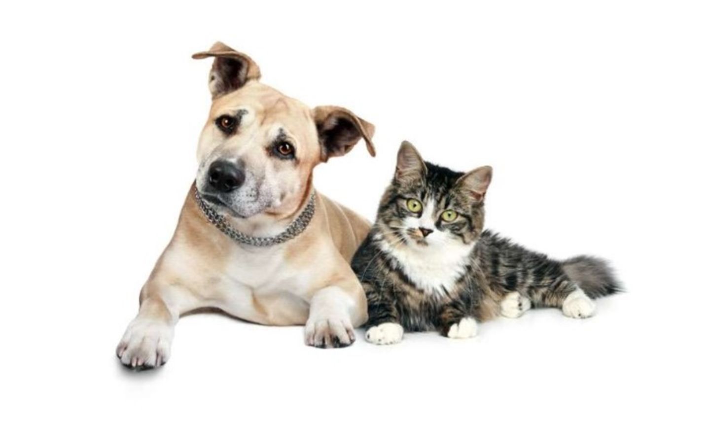 HiDubai-business-pet-point-veterinary-clinic-animals-pets-plants-pet-clinics-vets-dubai-silicon-oasis-nadd-hessa-dubai