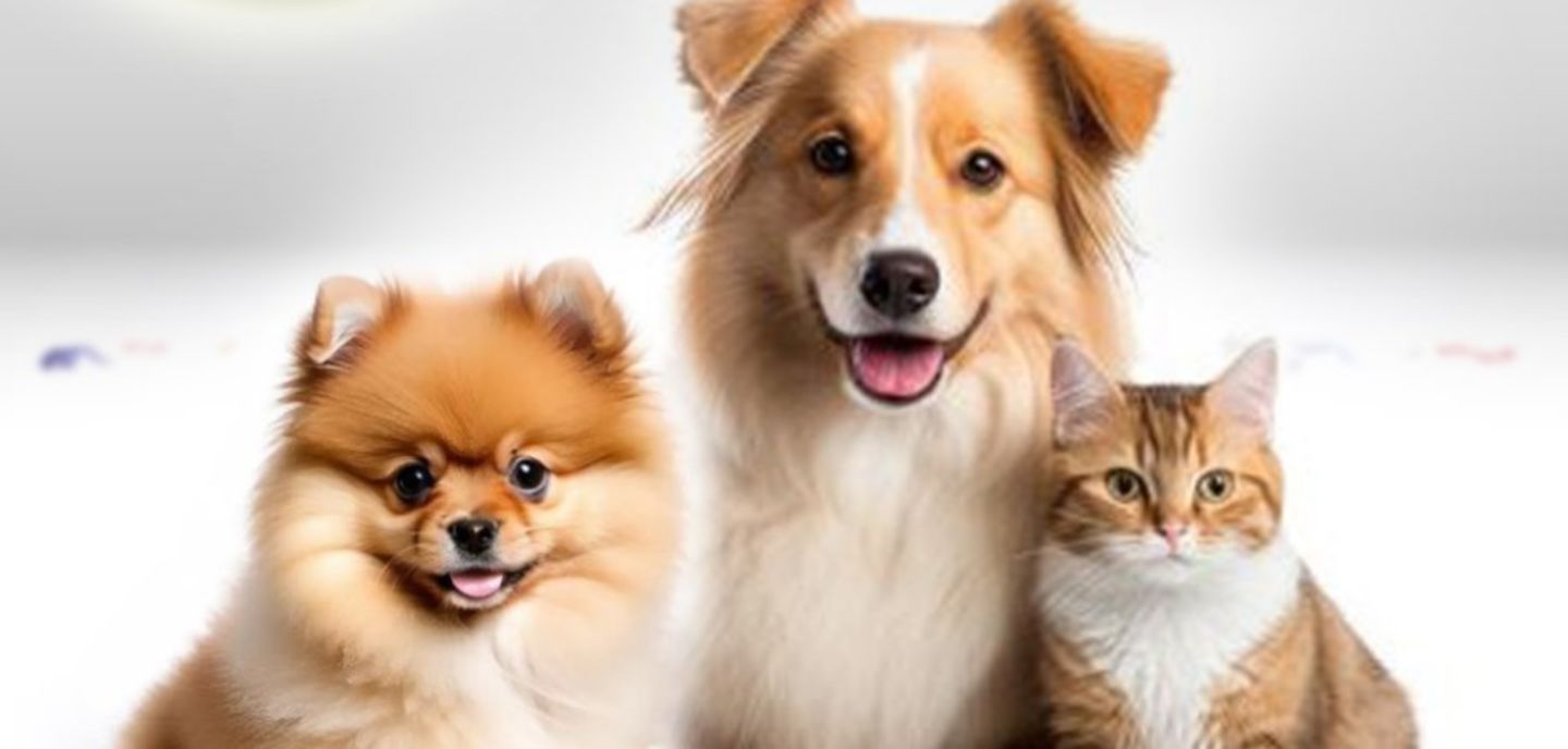 HiDubai-business-pet-wonder-ornamental-animals-pets-plants-pets-al-hudaiba-dubai