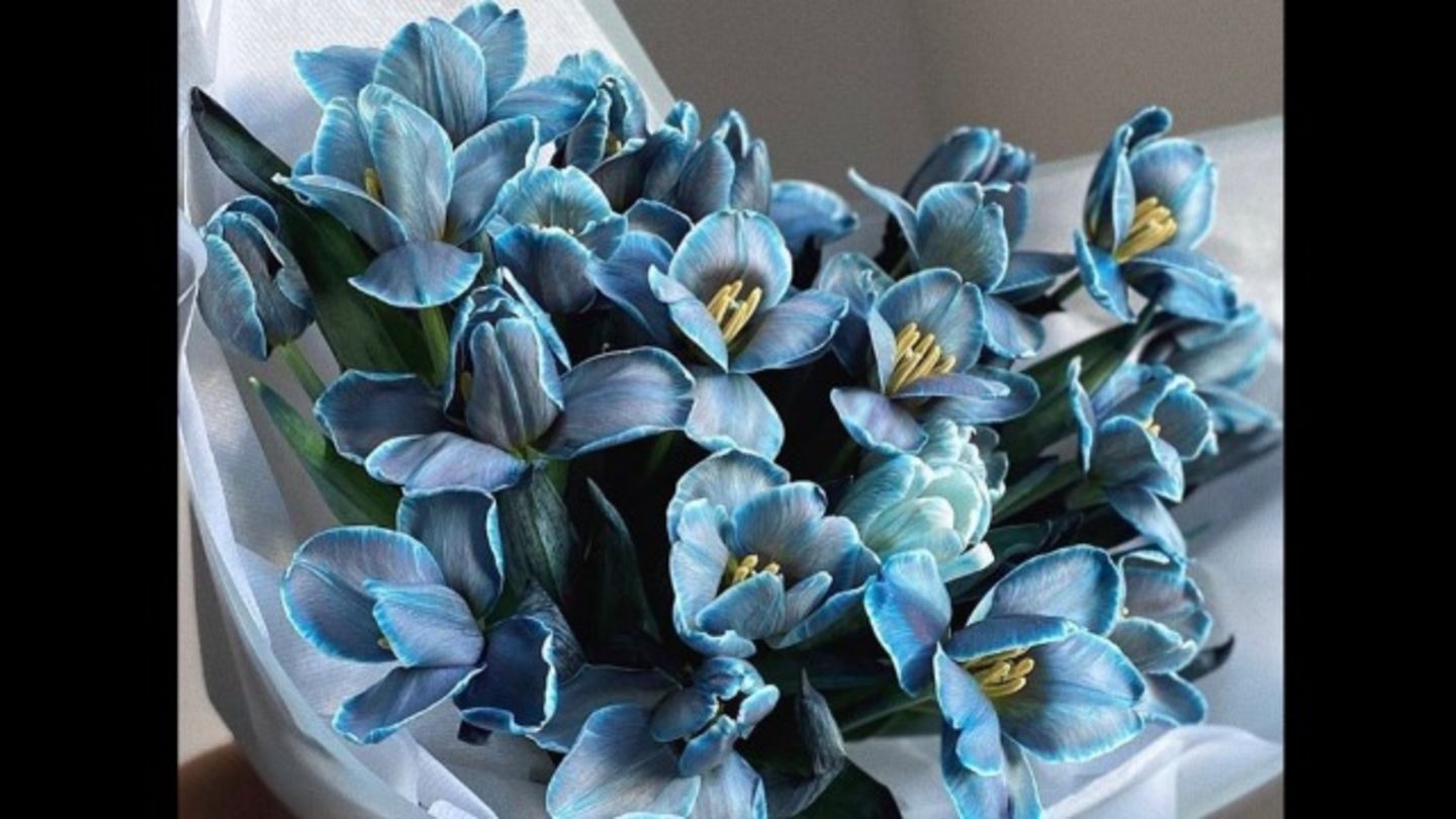 HiDubai-business-matthiola-flowers-animals-pets-plants-plants-gardening-stores-hadaeq-shaikh-mohammad-bin-rashid-dubai