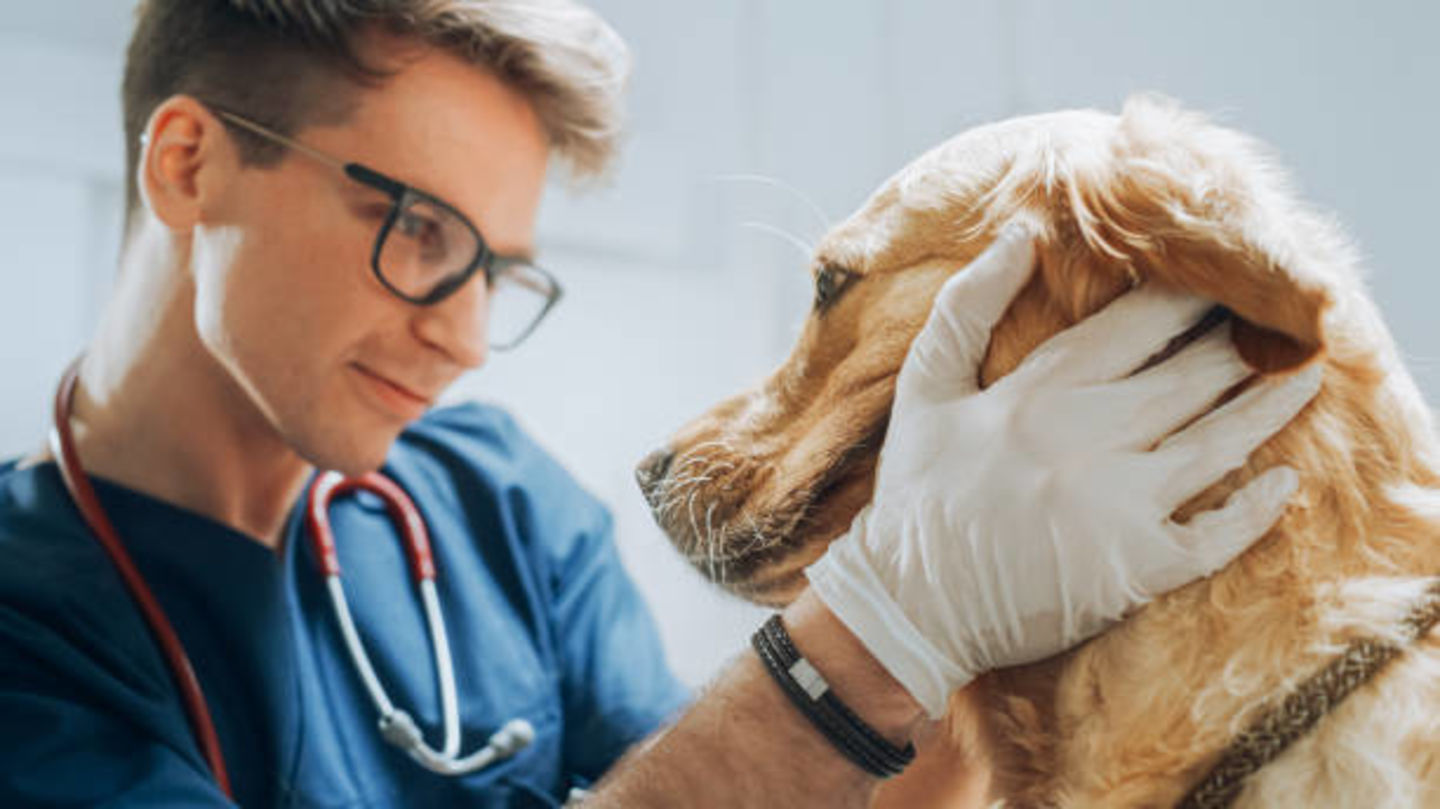HiDubai-business-umm-suqeim-veterinary-center-animals-pets-plants-pet-clinics-vets-umm-suqeim-2-dubai