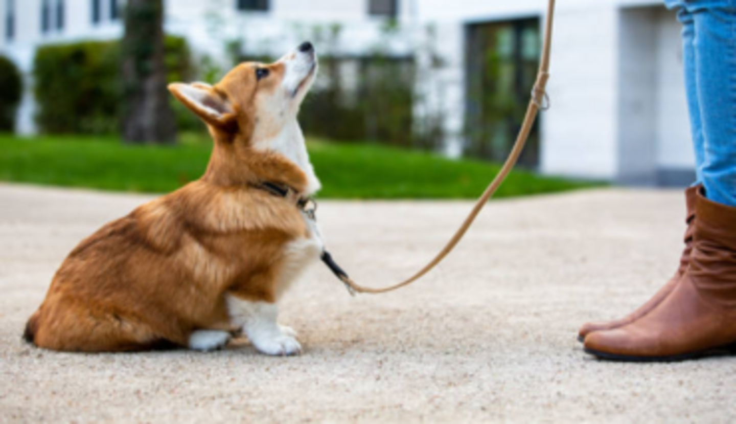 HiDubai-business-paw-pals-pets-nursery-animals-pets-plants-animal-training-centres-al-raffa-dubai