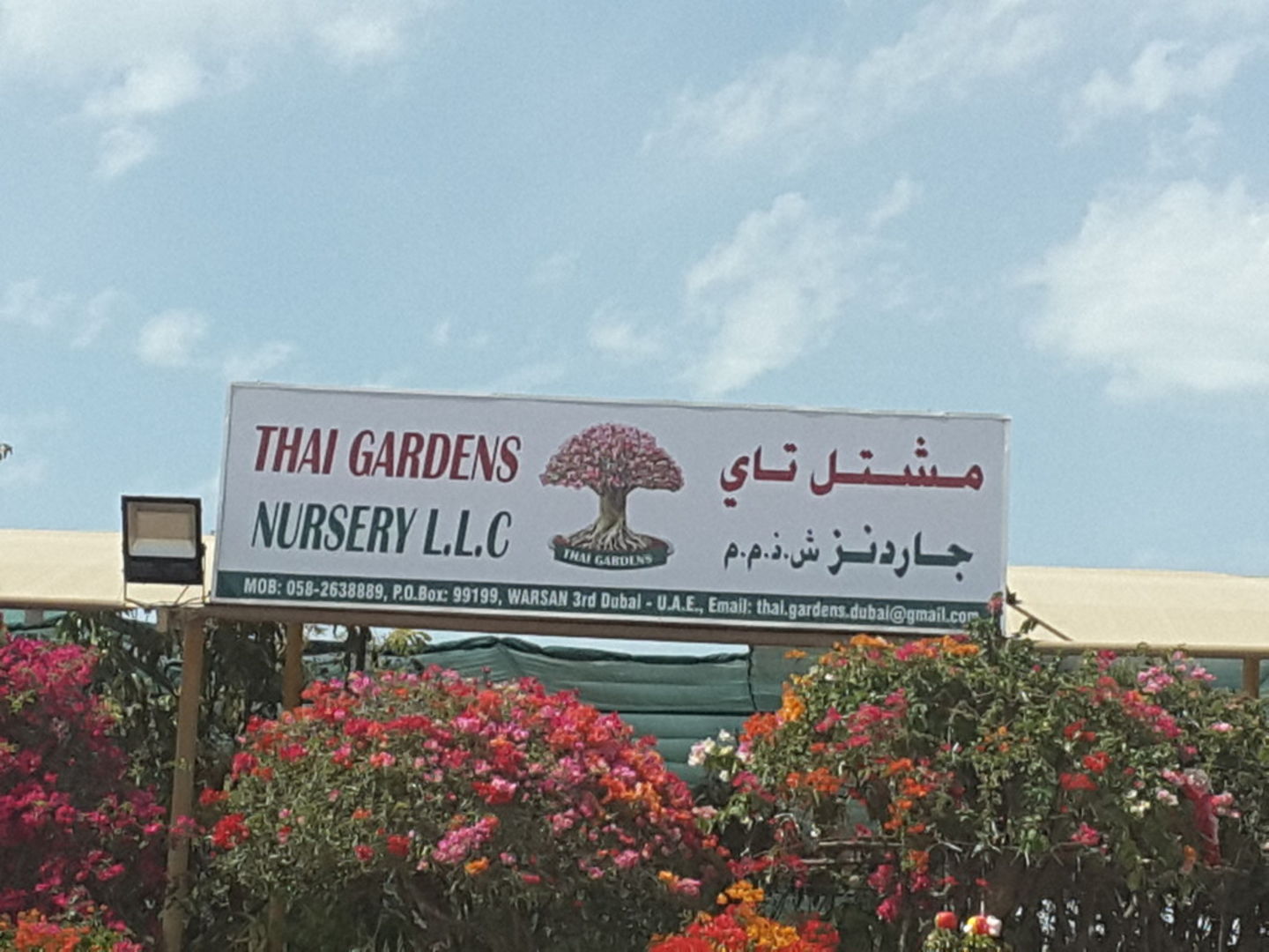 HiDubai-business-thai-gardens-nursery-b2b-services-distributors-wholesalers-warsan-3-dubai
