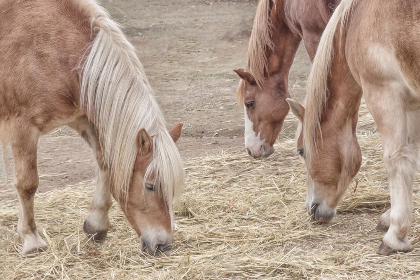 HiDubai-business-al-jumooh-equestrian-club-education-training-learning-centres-al-aweer-2-dubai-2