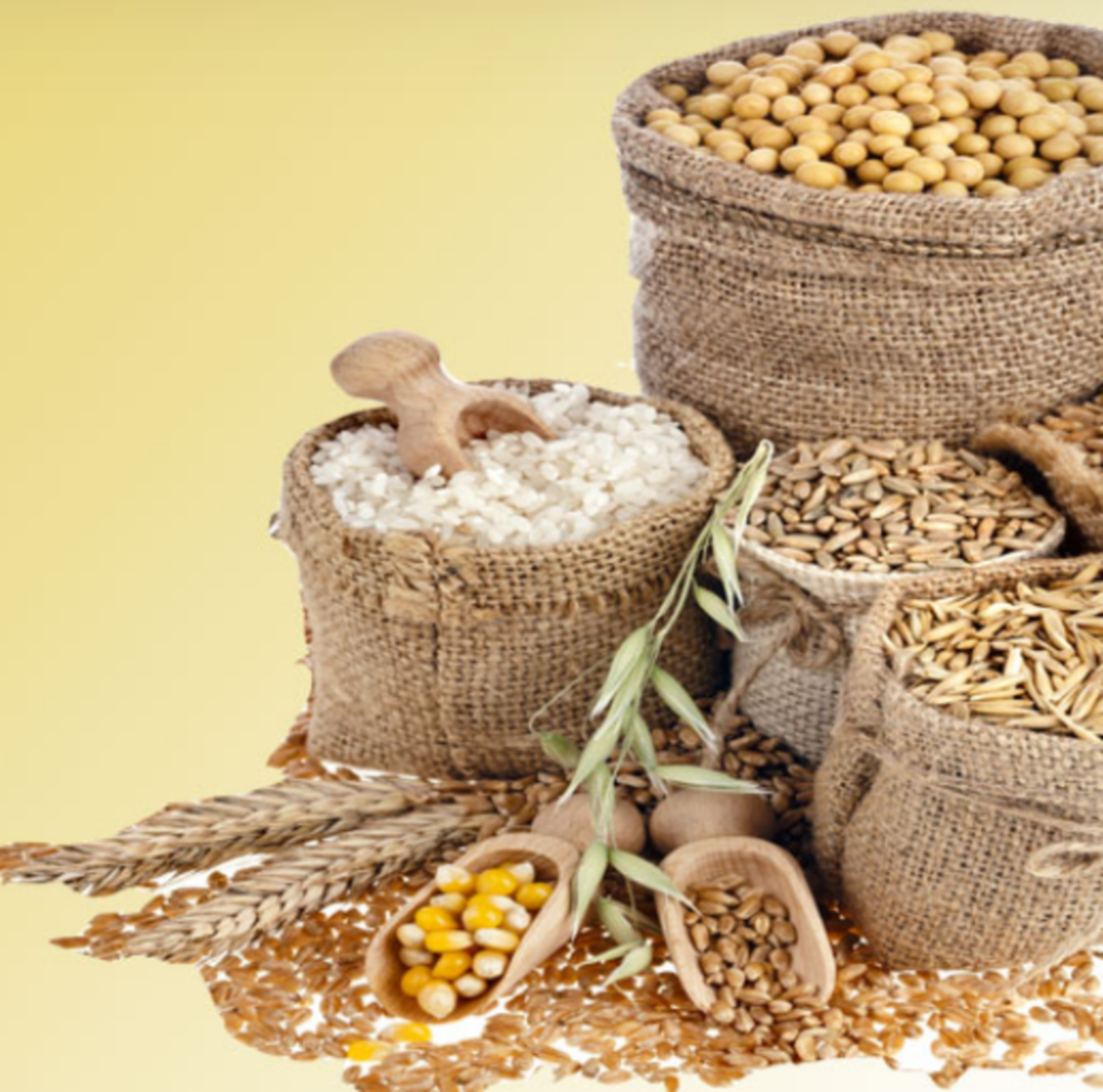 HiDubai-business-golden-rise-processing-packaging-b2b-services-food-stuff-trading-dubai-investment-park-2-dubai