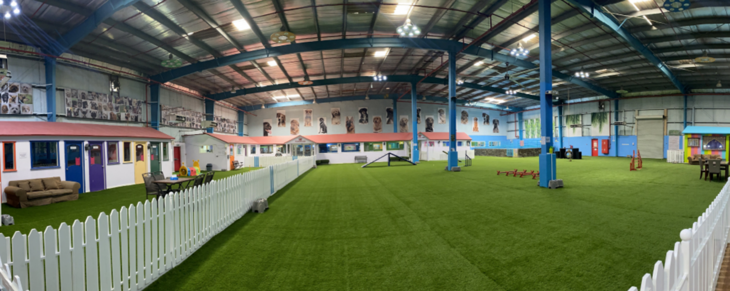 HiDubai-business-my-second-home-animals-pets-plants-pet-hotels-day-care-al-quoz-industrial-4-dubai