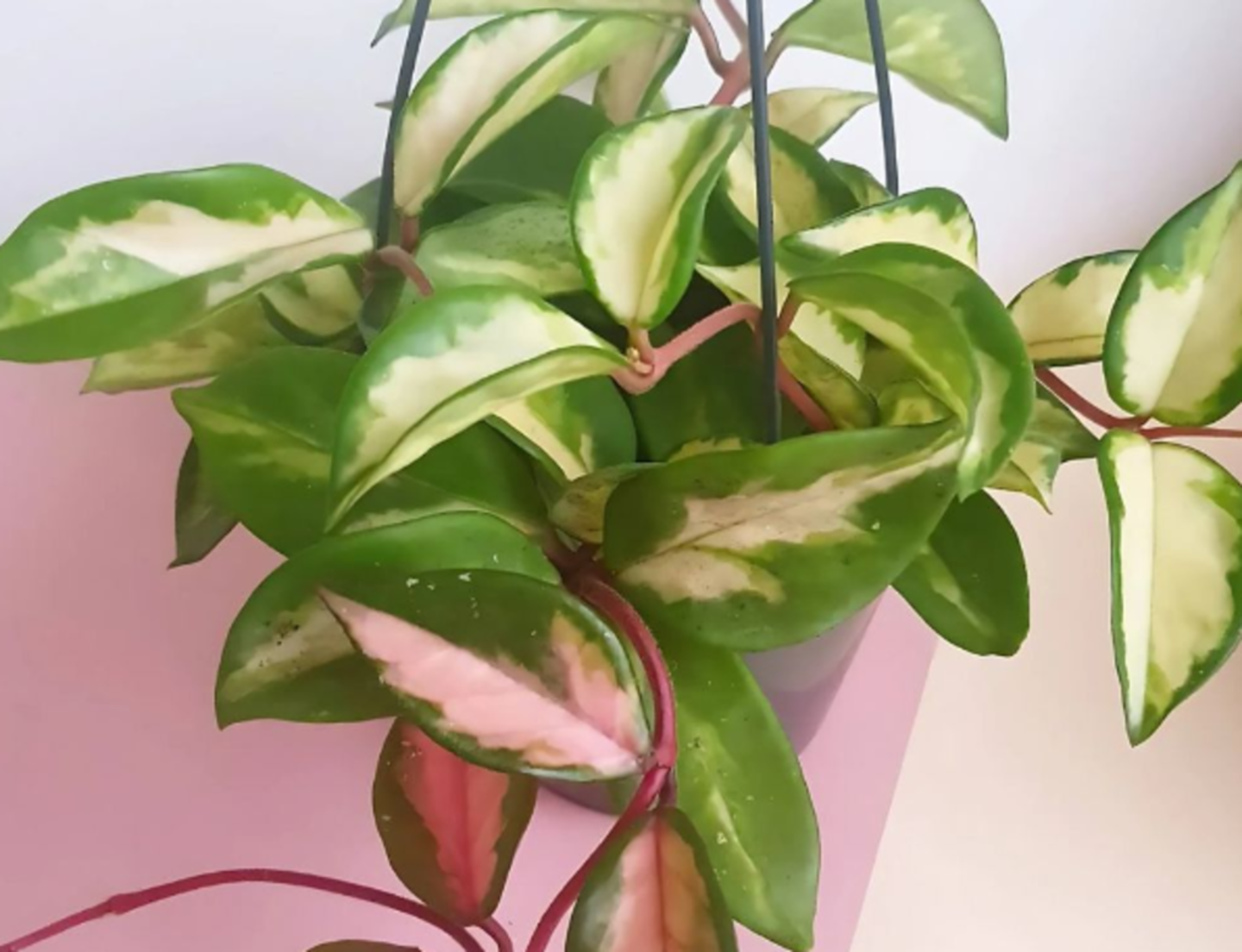 HiDubai-business-plant-studio-animals-pets-plants-plants-gardening-stores-al-manara-dubai