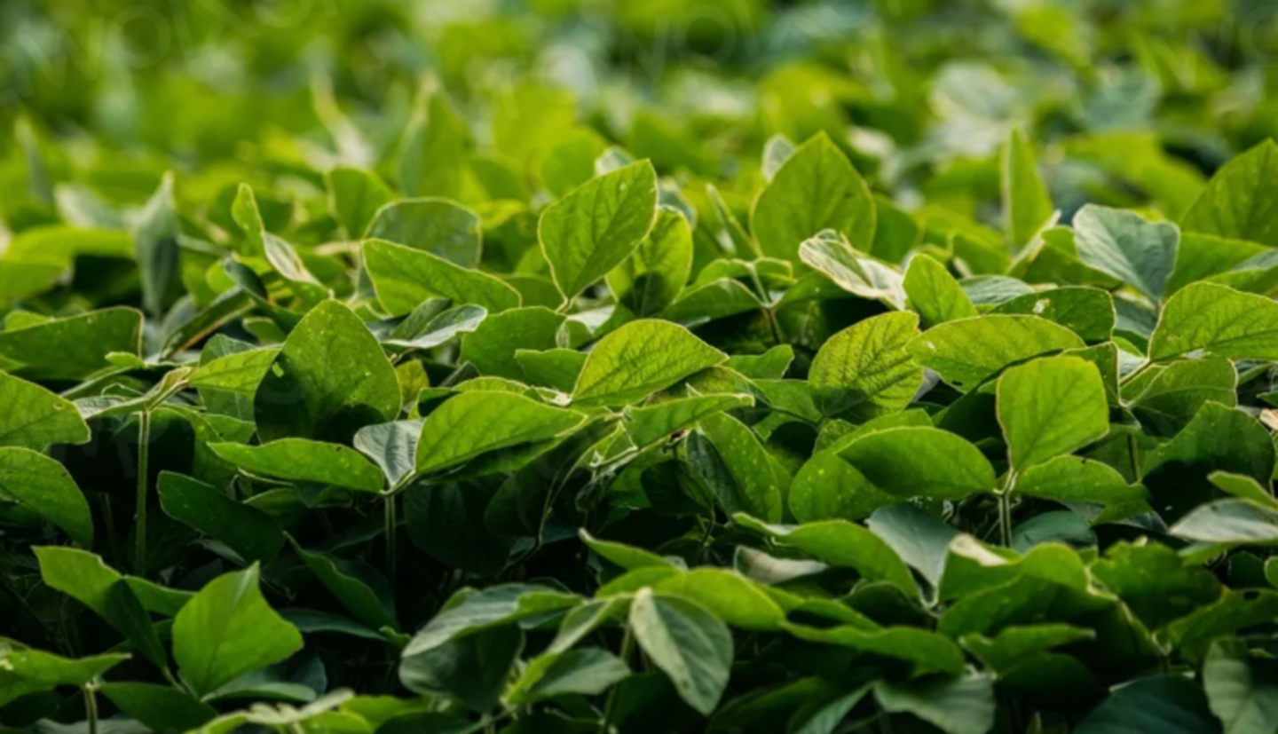 HiDubai-business-credence-international-trading-b2b-services-food-stuff-trading-al-rigga-dubai