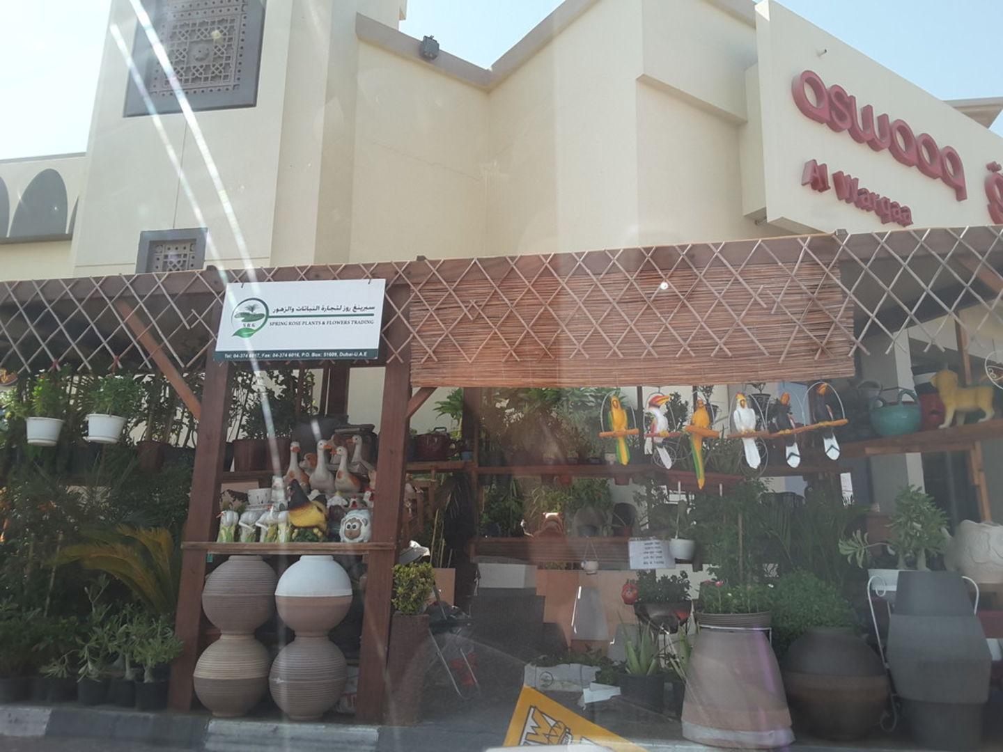 HiDubai-business-spring-rose-plants-flowers-trading-animals-pets-plants-plants-gardening-stores-al-warqaa-2-dubai-2