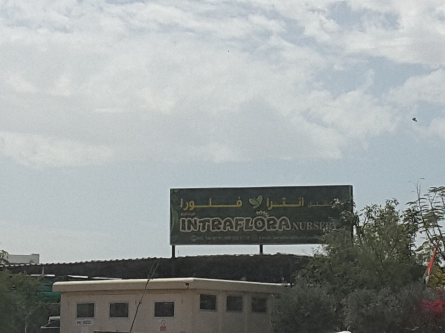 HiDubai-business-intraflora-nursery-b2b-services-distributors-wholesalers-warsan-3-dubai