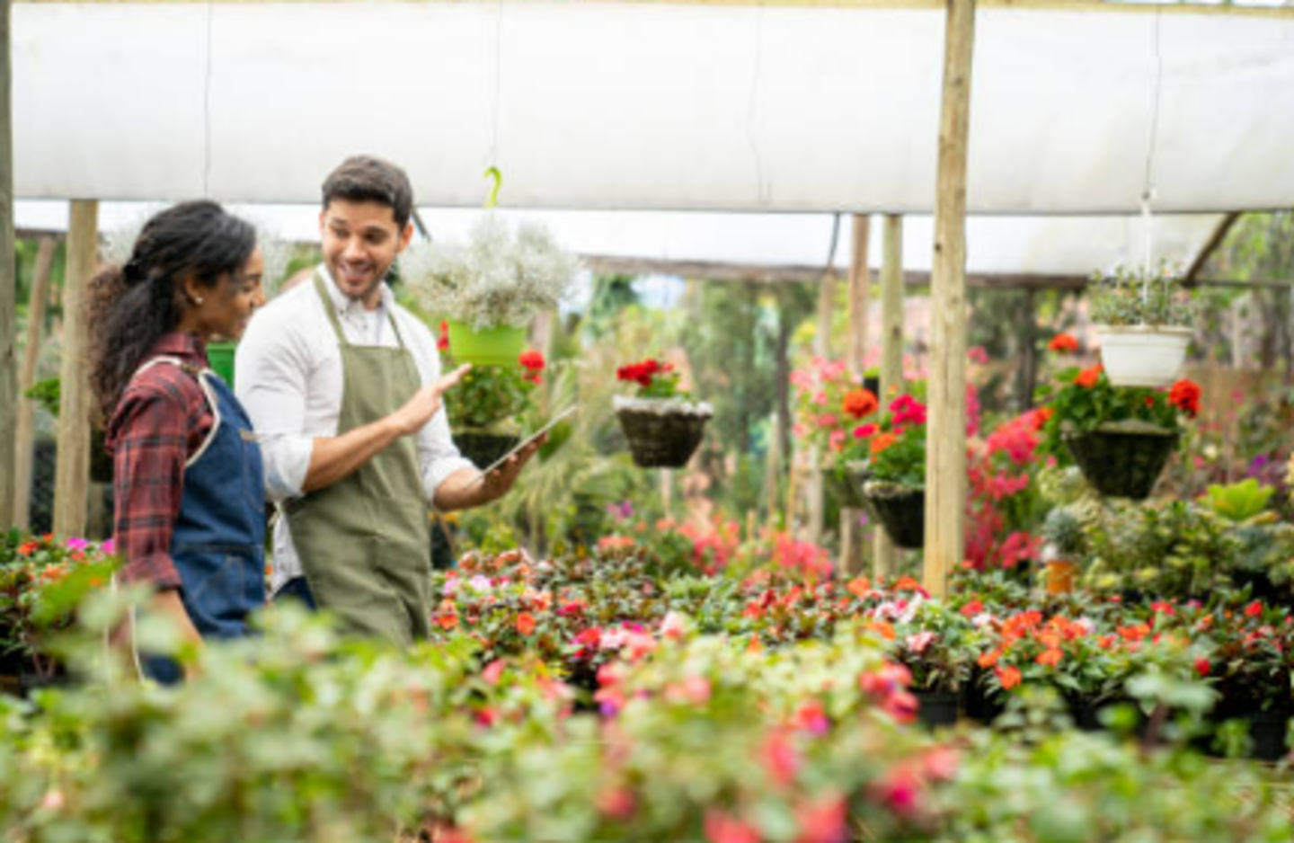 HiDubai-business-florenza-plant-nursery-animals-pets-plants-plants-gardening-stores-warsan-3-dubai