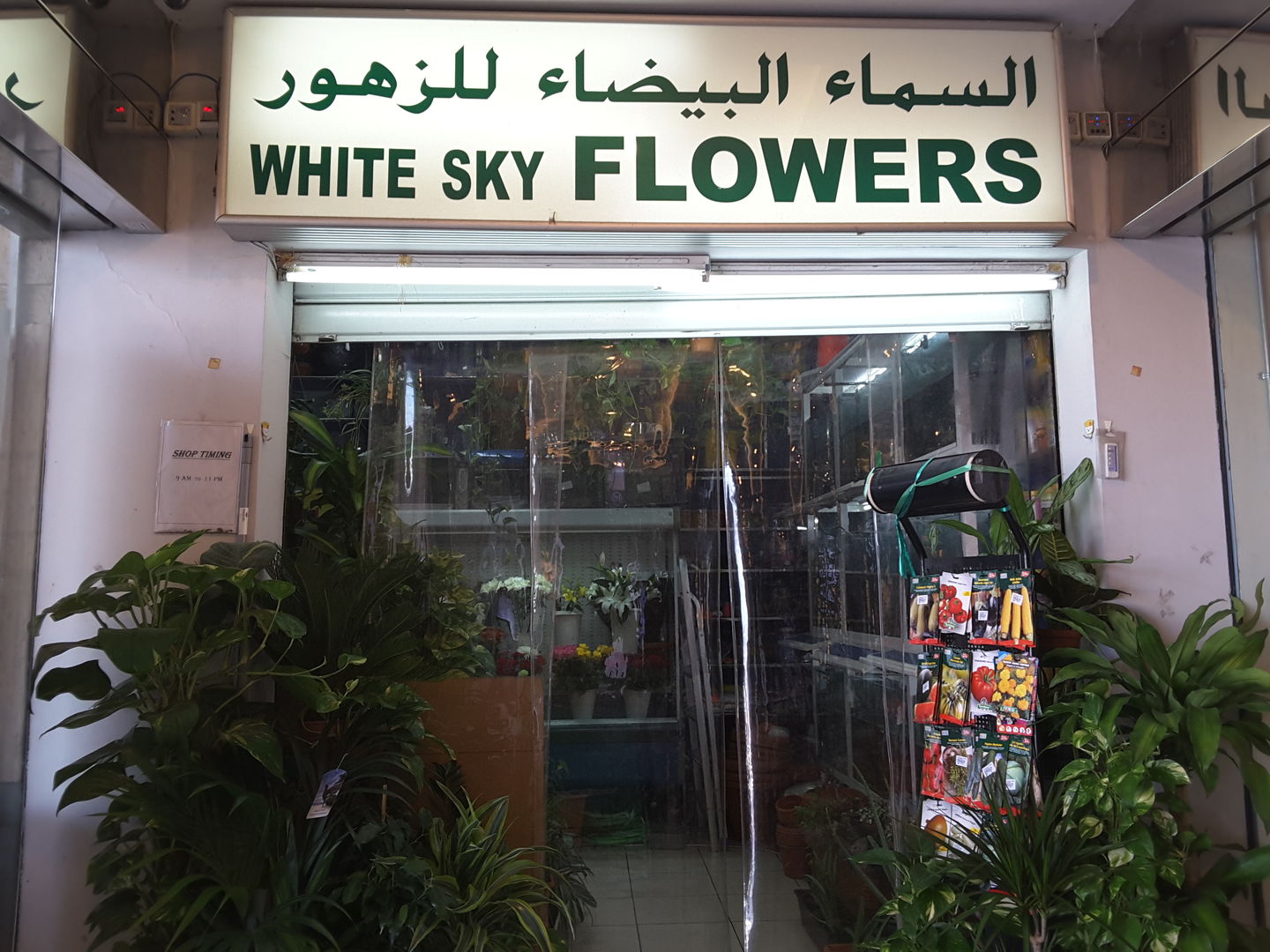 HiDubai-business-white-sky-flowers-animals-pets-plants-plants-gardening-stores-al-qusais-1-dubai-2