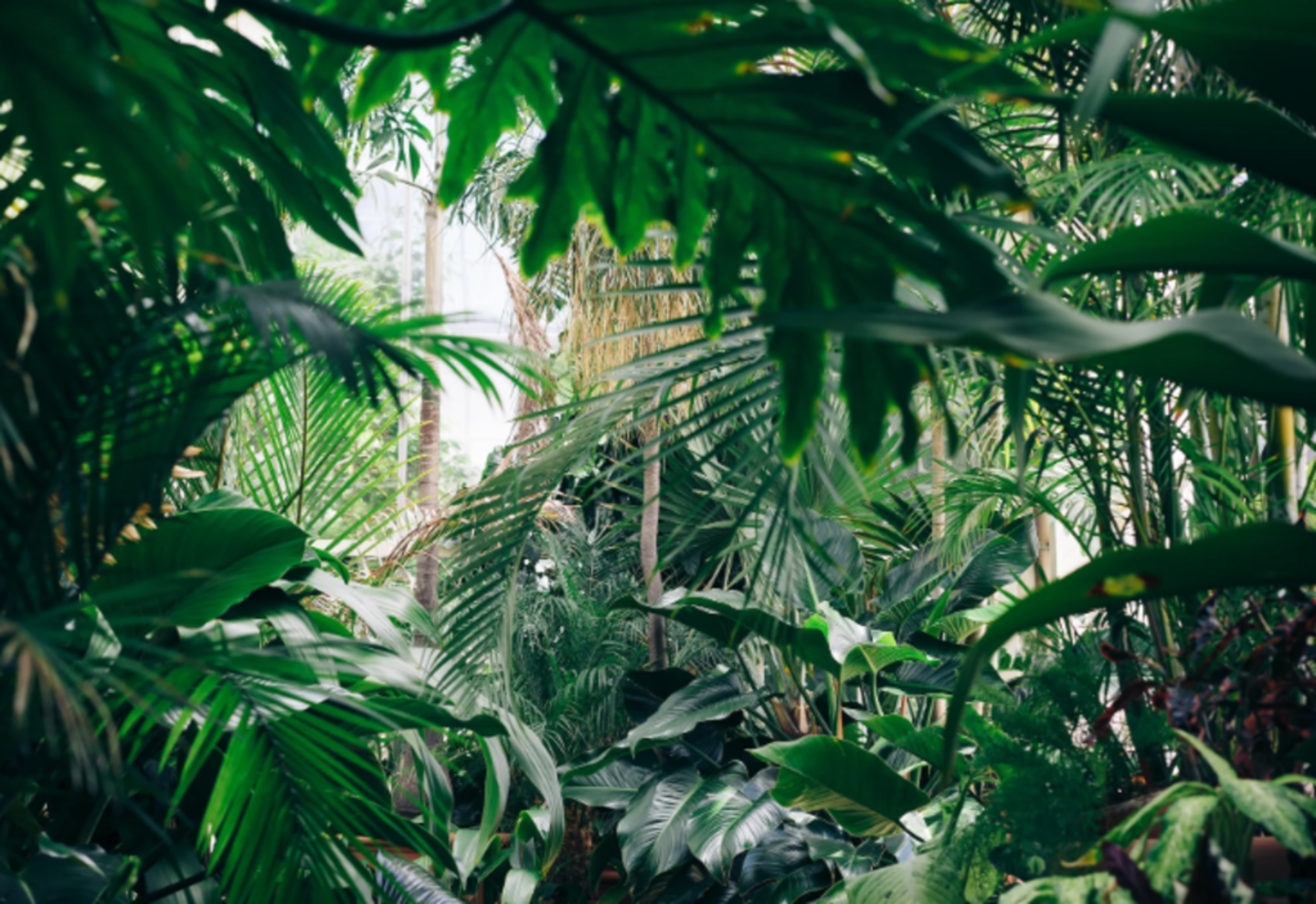 HiDubai-business-growhub-agriculture-services-animals-pets-plants-plants-gardening-stores-warsan-3-dubai