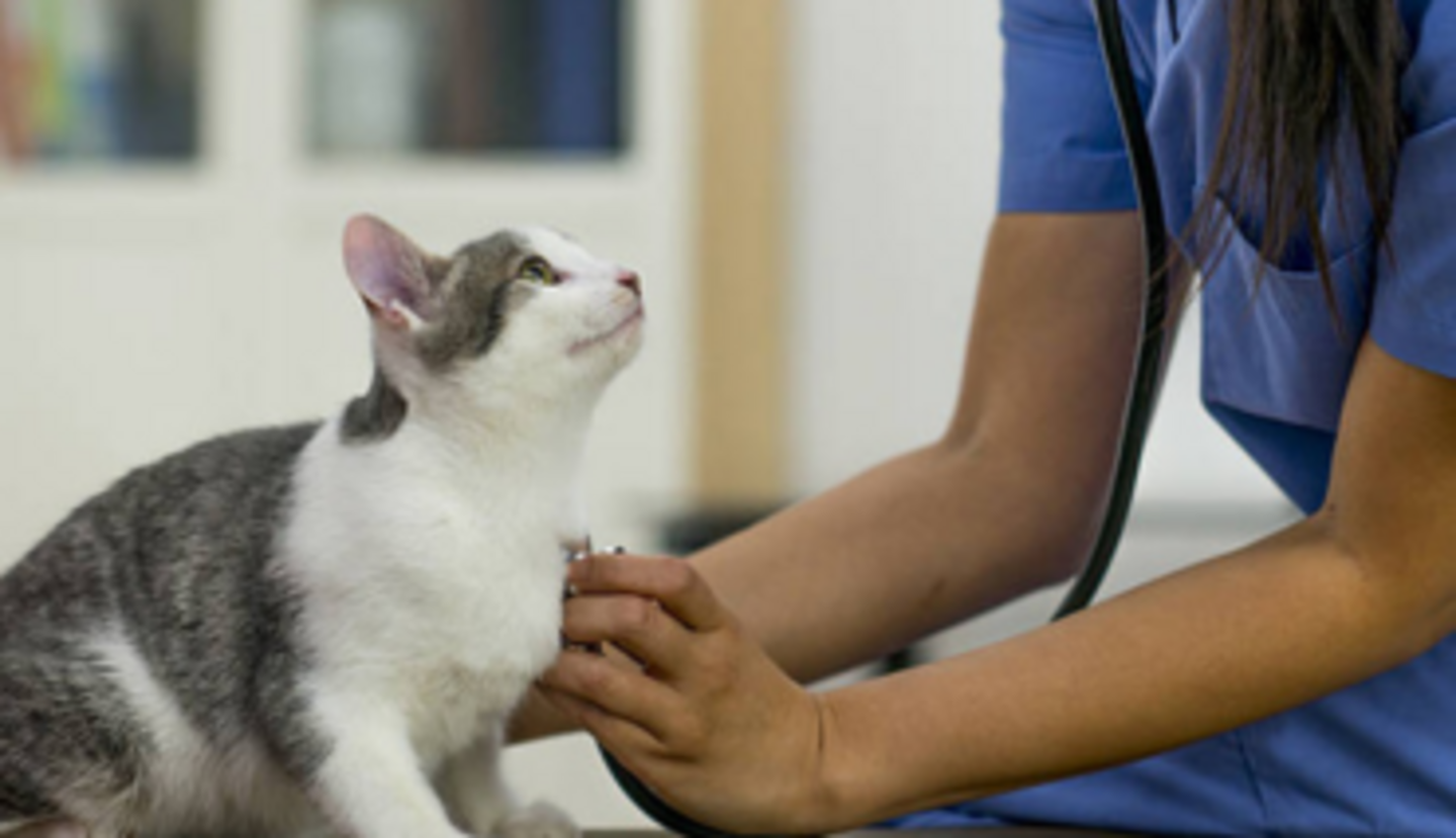 HiDubai-business-petland-wellness-veterinary-clinic-animals-pets-plants-pet-clinics-vets-dubai-investment-park-1-dubai