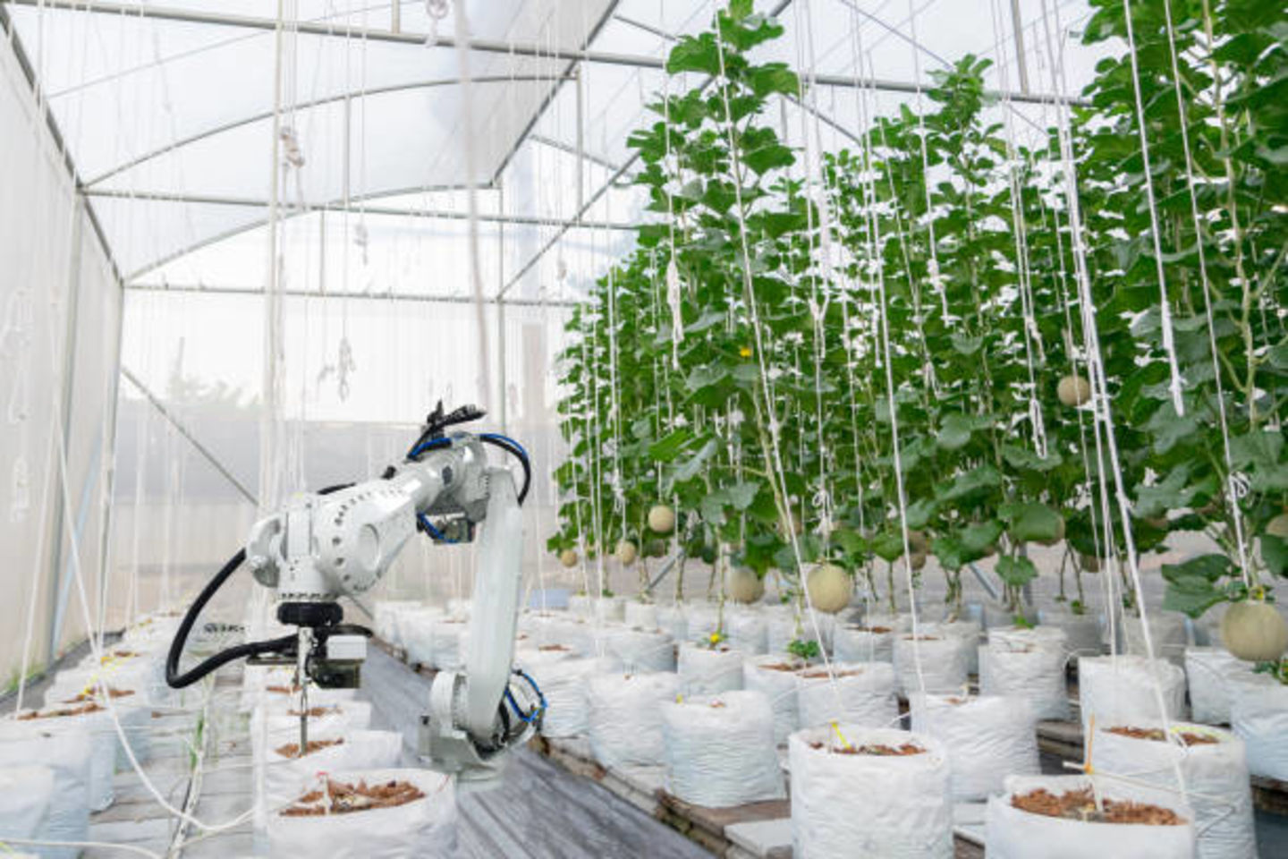 HiDubai-business-skyfarm-agritech-new-economy-agritech-warsan-3-dubai