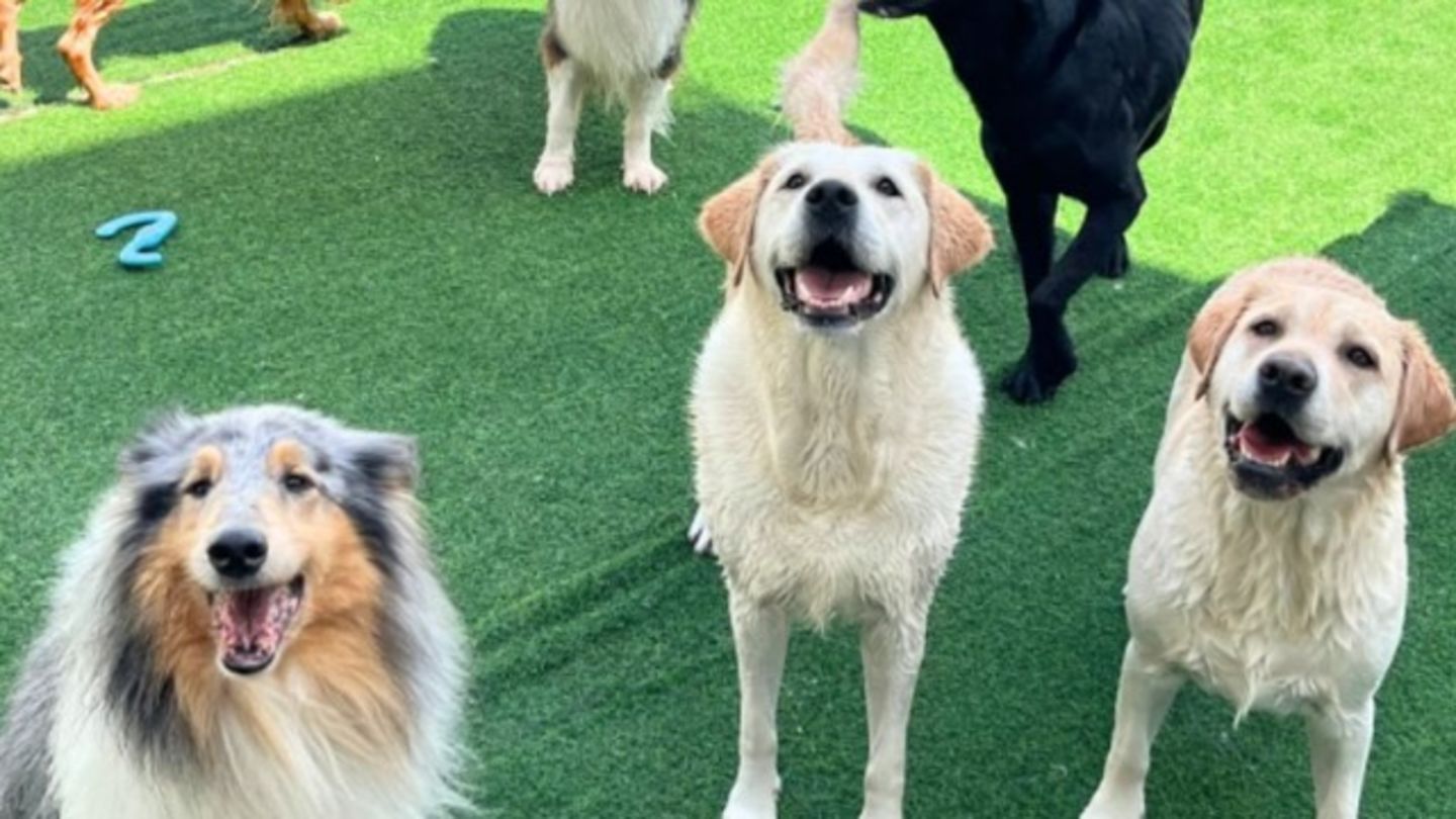 HiDubai-business-my-buddy-pet-care-animals-pets-plants-pet-hotels-day-care-dubai-investment-park-1-dubai