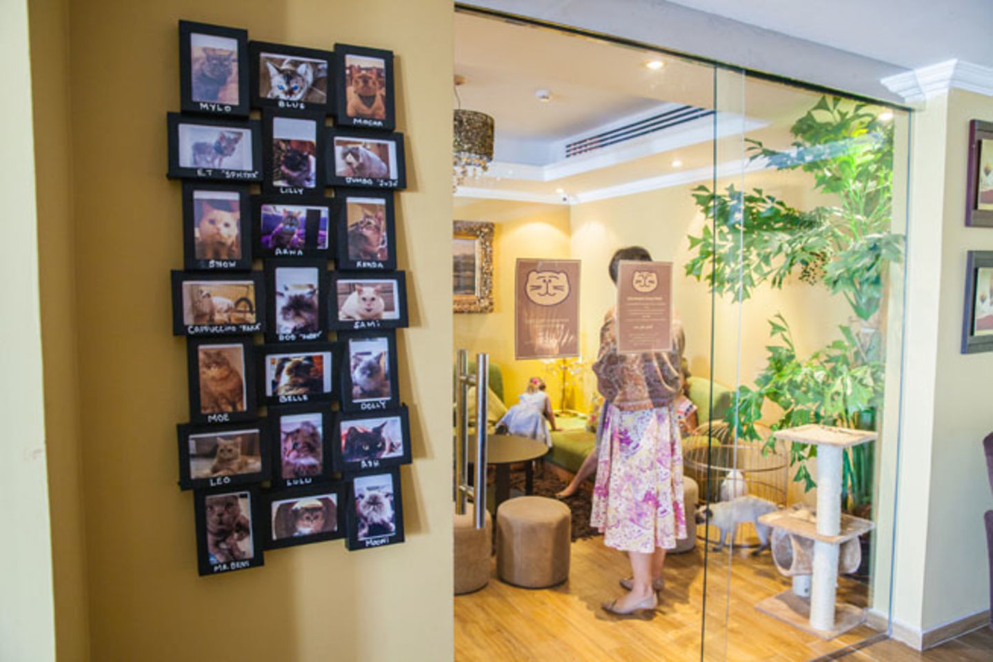 HiDubai-business-ailuromania-cafe-food-beverage-coffee-shops-umm-suqeim-2-dubai