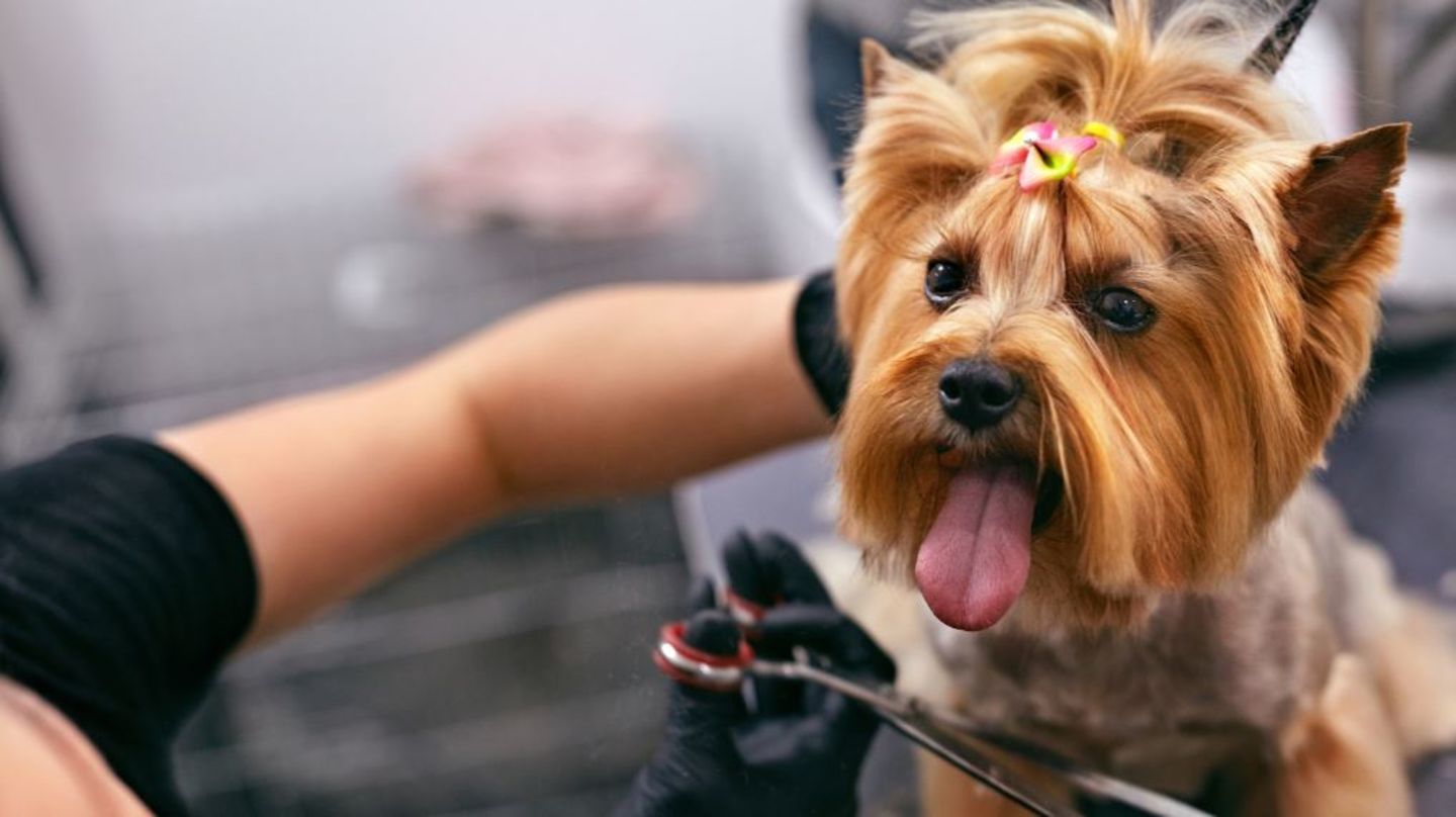 HiDubai-business-wooferine-pets-grooming-animals-pets-plants-pet-grooming-centres-business-bay-dubai