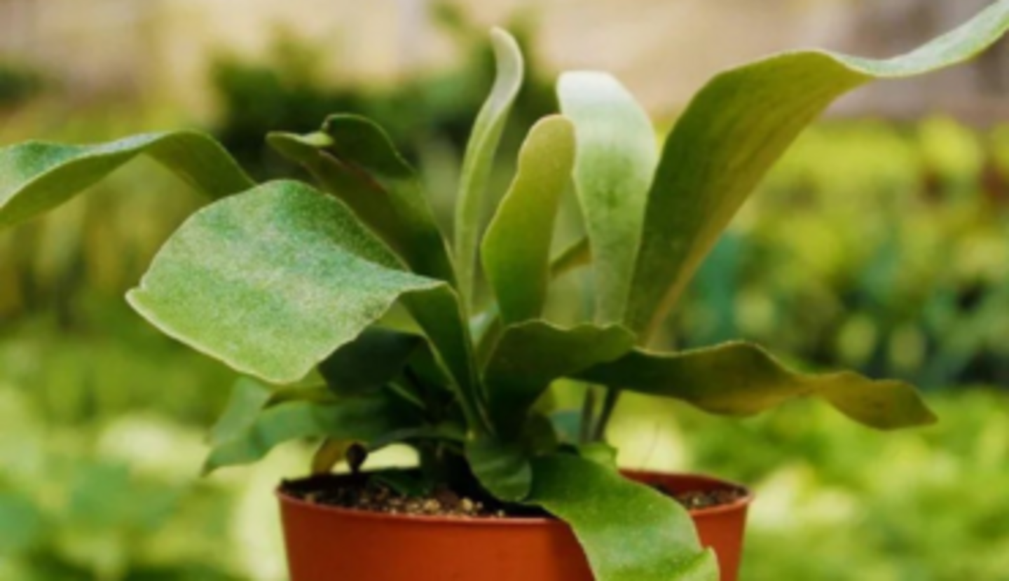 HiDubai-business-souq-garden-animals-pets-plants-plants-gardening-stores-warsan-3-dubai