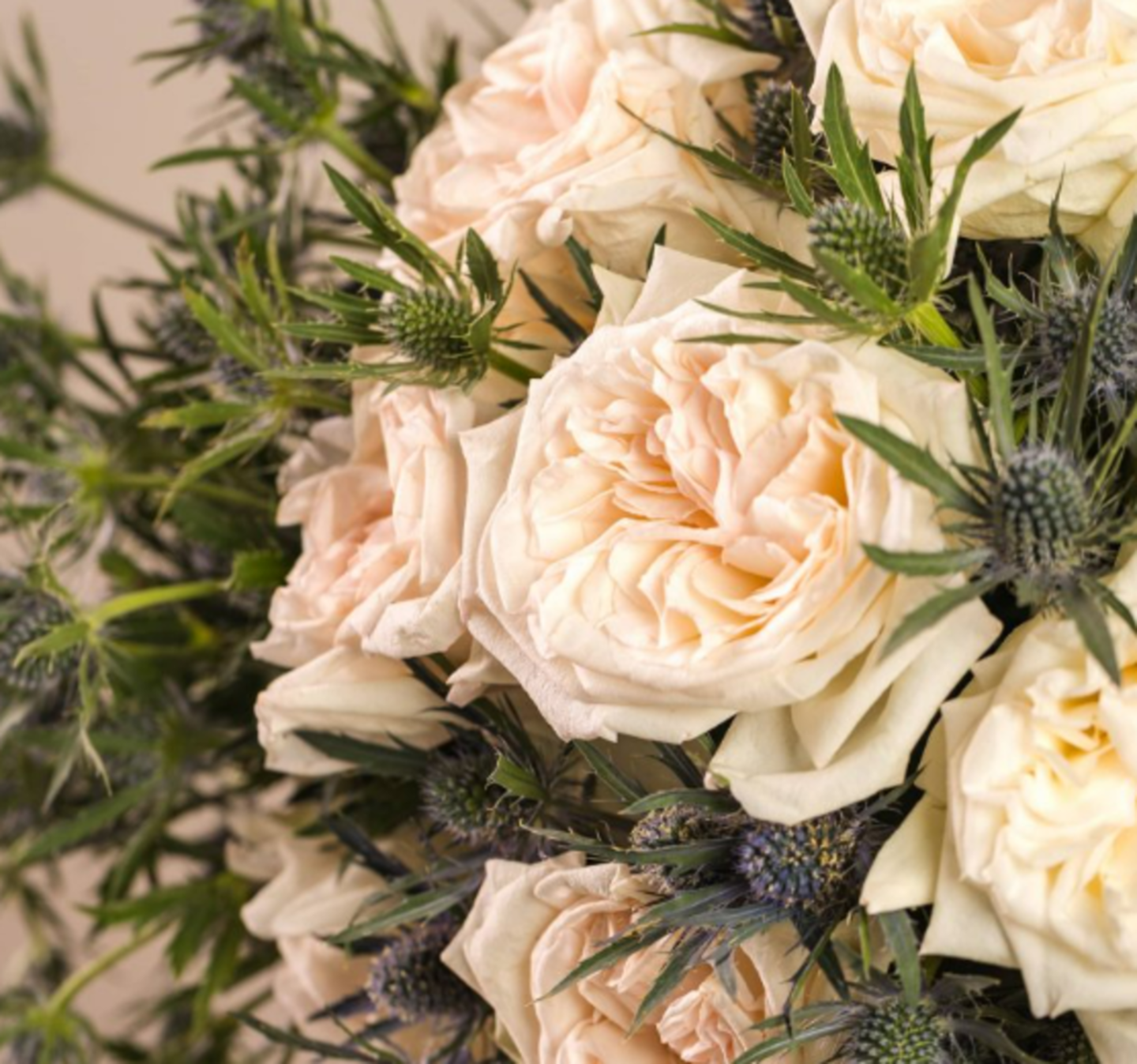 HiDubai-business-oleander-nursery-animals-pets-plants-plants-gardening-stores-warsan-3-dubai