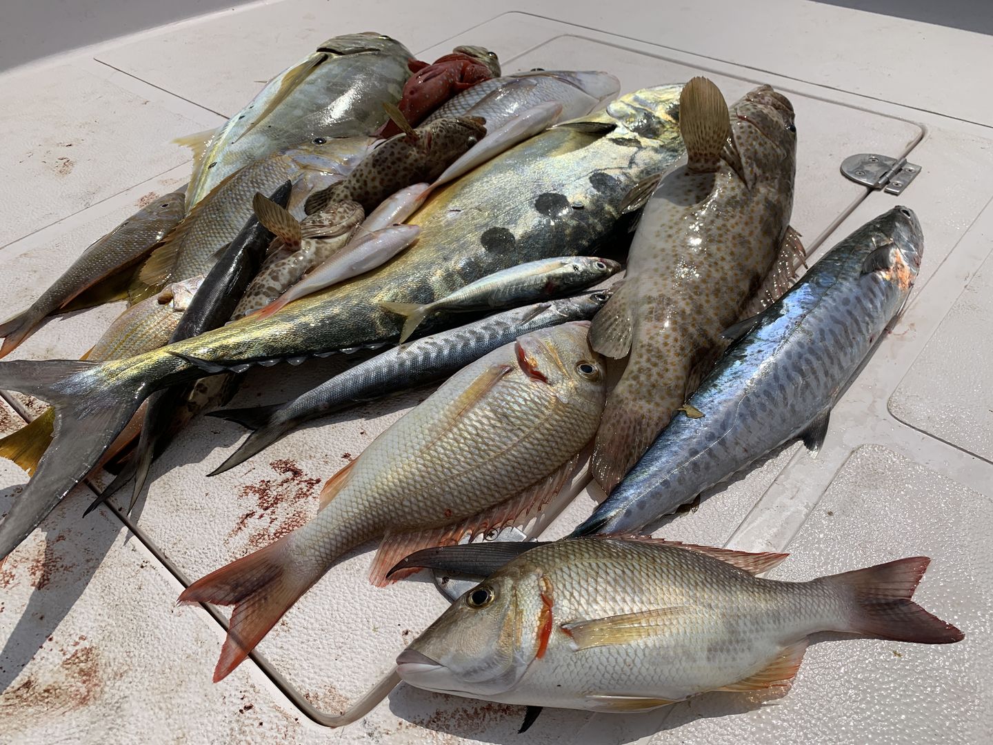 HiDubai-business-ocealics-fishing-tours-sports-fitness-adventure-sports-port-rashid-al-melaheyah-dubai-1