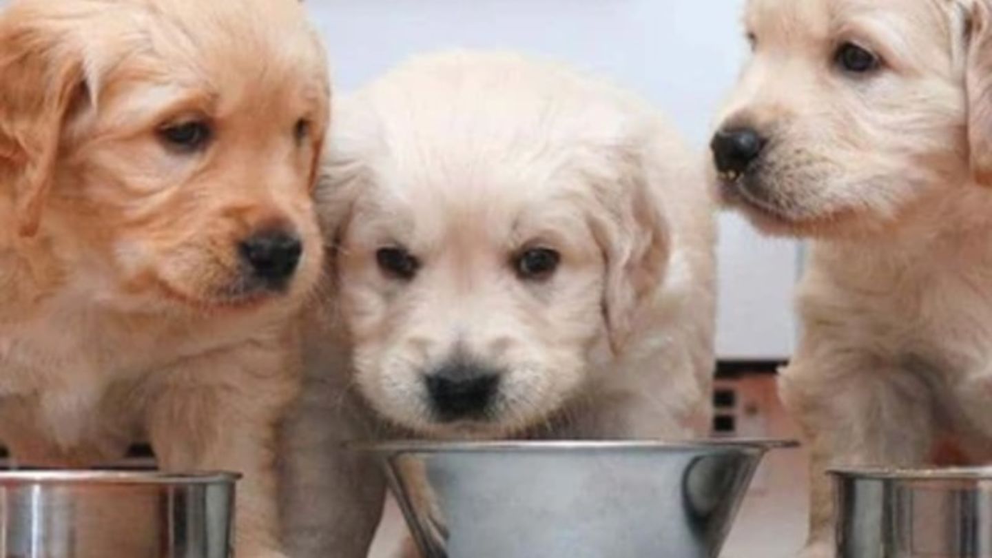 HiDubai-business-paws-relax-pets-salon-animals-pets-plants-pet-grooming-centres-the-villa-wadi-al-safa-5-dubai