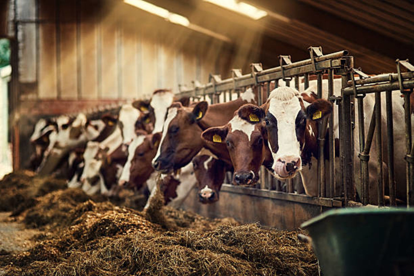 HiDubai-business-al-anood-livestock-llc-b2b-services-distributors-wholesalers-al-qusais-industrial-2-dubai