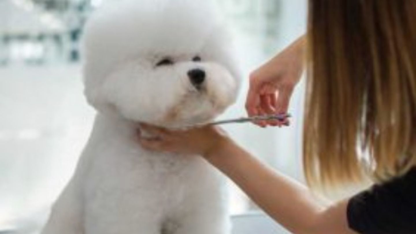 HiDubai-business-pets-kingdom-animals-pets-plants-pets-al-quoz-industrial-4-dubai