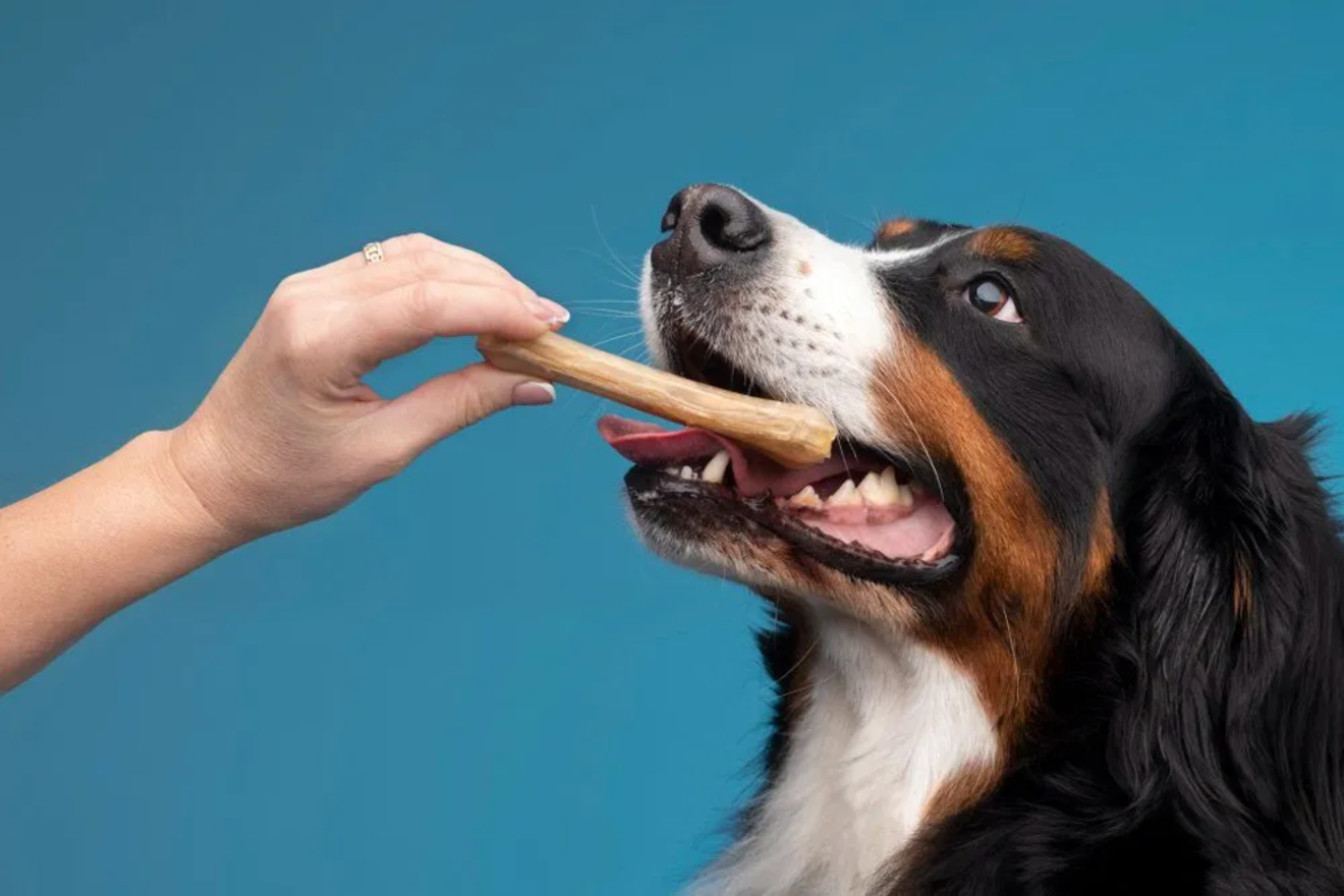 HiDubai-business-paw-sisters-veterinary-clinic-animals-pets-plants-pet-clinics-vets-al-garhoud-dubai