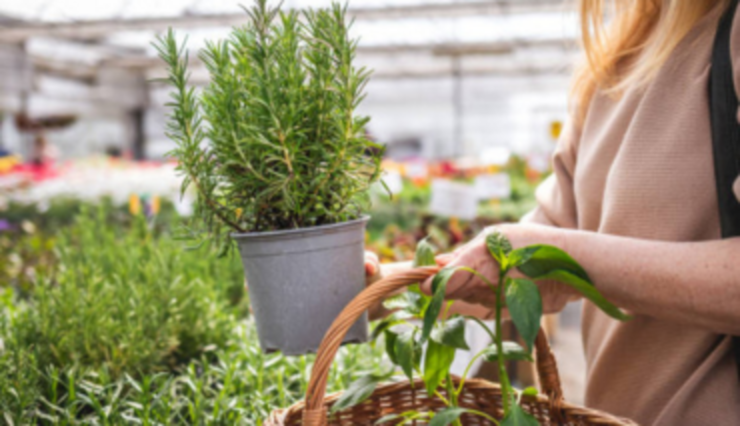 HiDubai-business-sultan-garden-center-home-gardening-landscaping-warsan-3-dubai-2