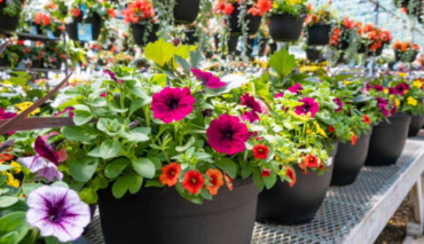 HiDubai-business-national-flowers-animals-pets-plants-plants-gardening-stores-al-satwa-dubai-2