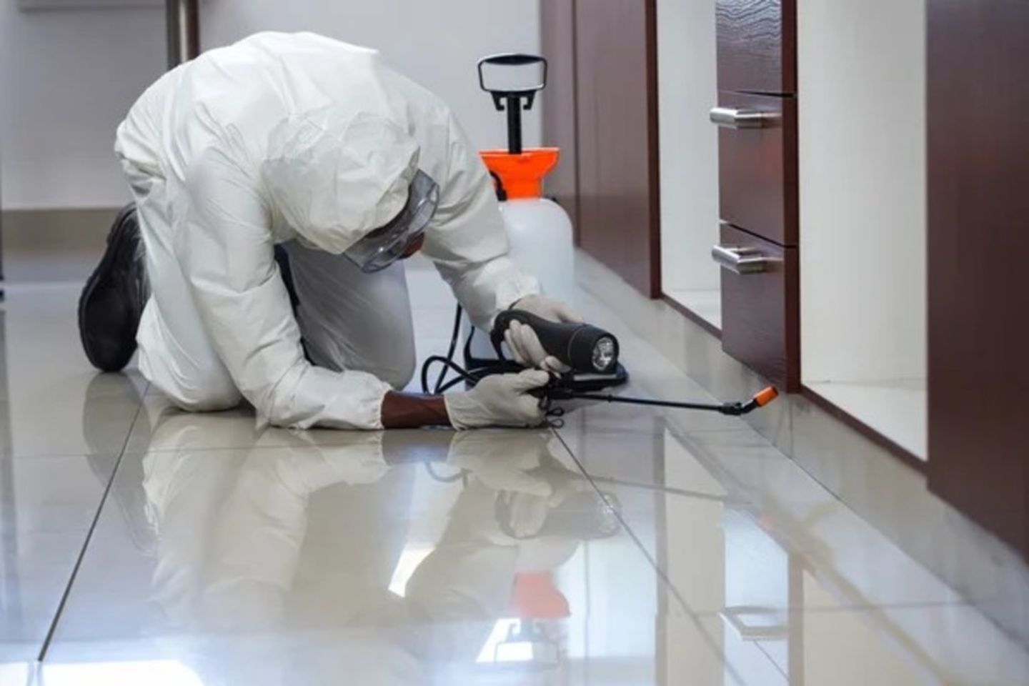 HiDubai-business-pest-killer-for-pest-control-home-pest-control-disinfection-services-international-city-warsan-1-dubai