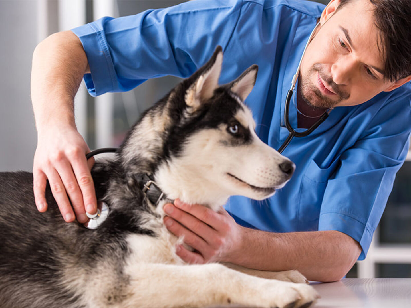 HiDubai-business-al-falah-veterinary-clinic-main-br-animals-pets-plants-pet-clinics-vets-al-wasl-dubai