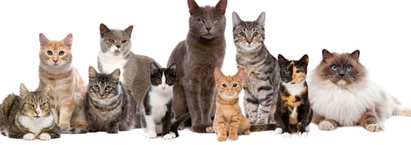 HiDubai-business-rusty-veterinary-clinic-animals-pets-plants-pet-clinics-vets-jumeirah-beach-residence-marsa-dubai-dubai