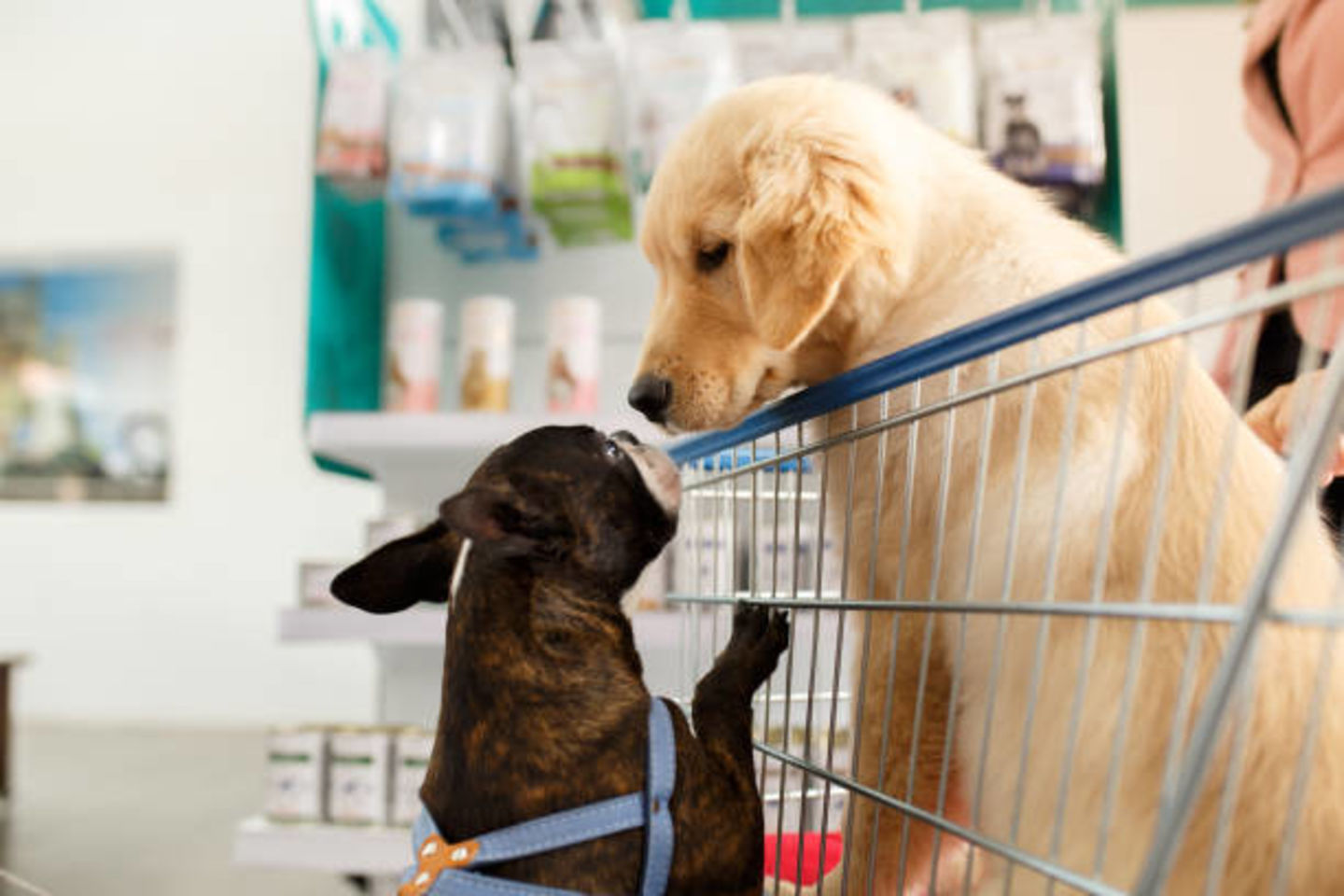 HiDubai-business-cute-pets-trading-animals-pets-plants-pets-al-barsha-1-dubai